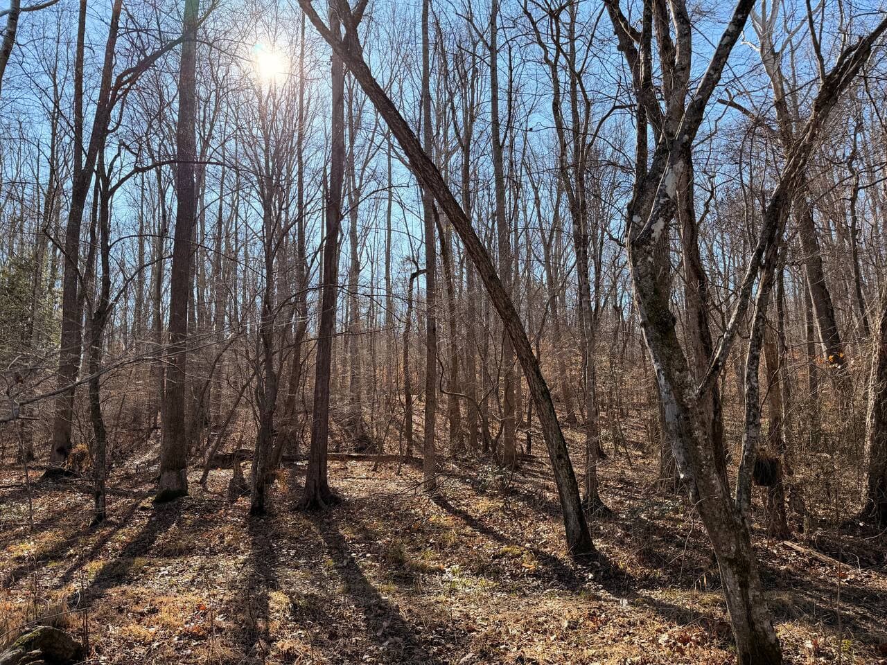 Luna Studio: Step into your own slice of paradise, where the river, trails, and cozy fire pit make for an unforgettable outdoor experience.