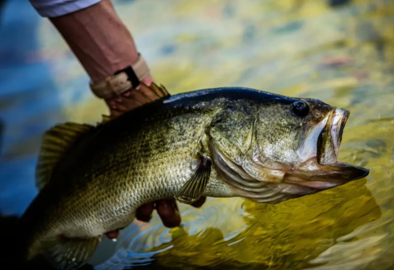 Trophy worthy? or can you catch bigger?