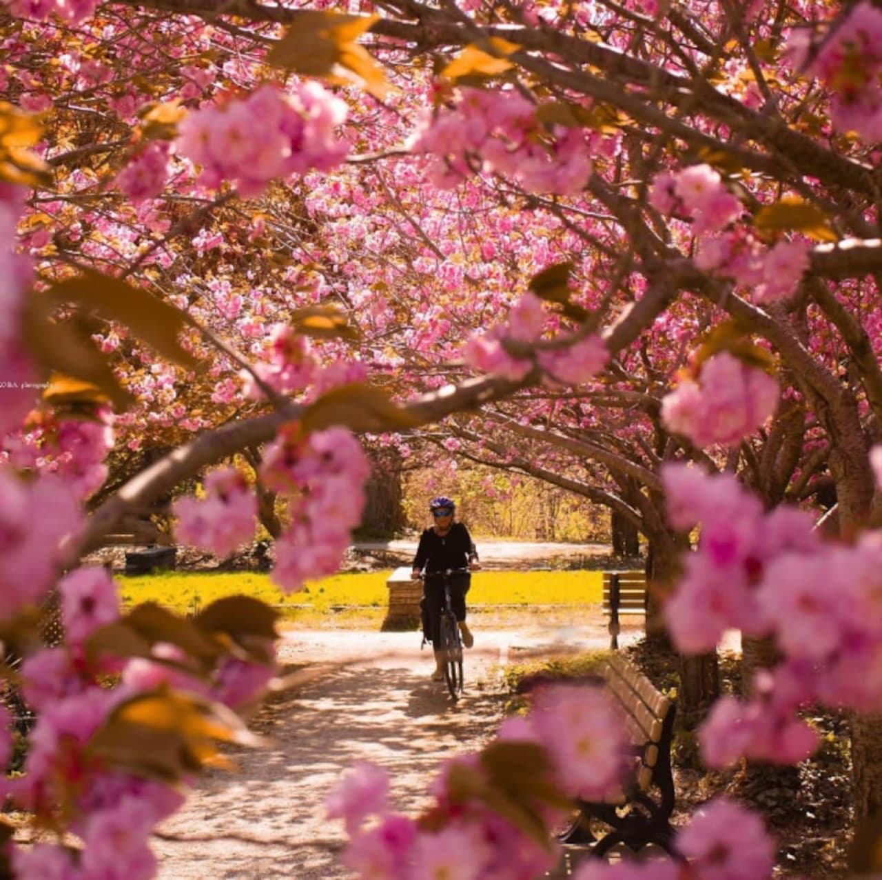 Enjoy the lush greenery and peaceful atmosphere of Ivey Park, a perfect spot for a leisurely walk or a relaxing moment in nature.