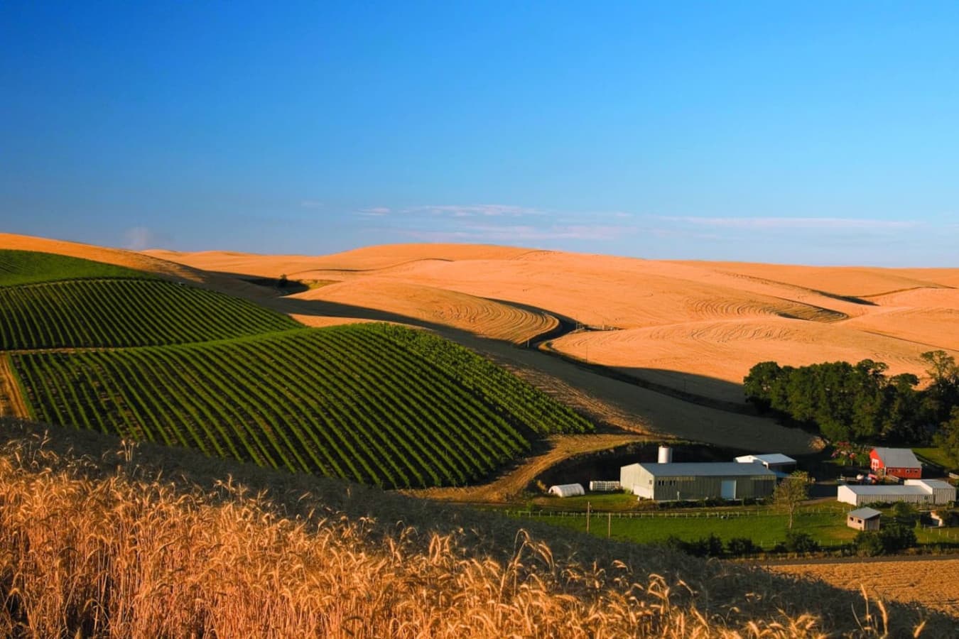 Spring Valley Vineyard—a scenic 20-minute drive, or skip the car and enjoy a relaxed 15-minute stroll to the tasting room. Wine plans, made easy!