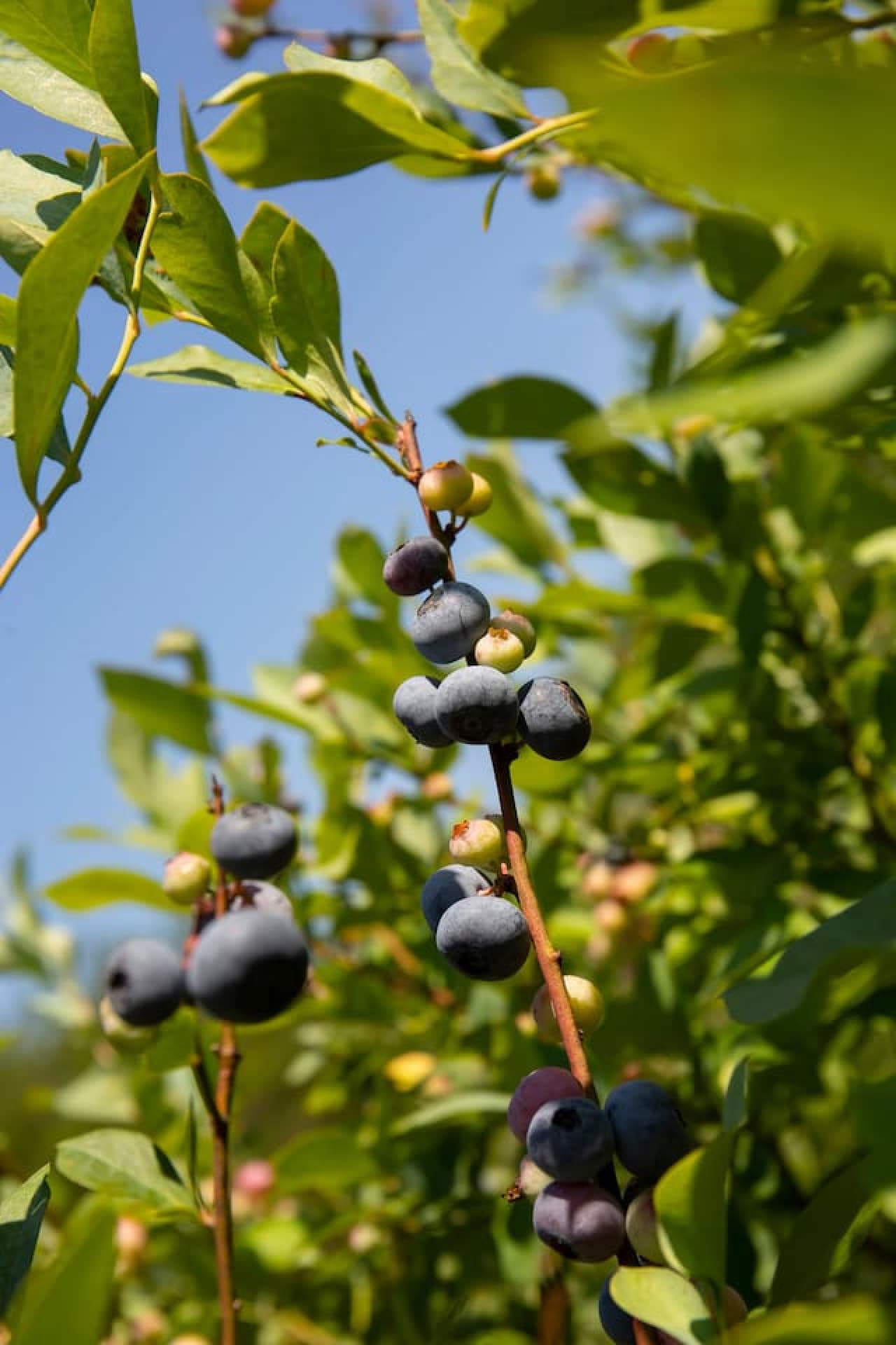 U-pick blueberries from July to mid-August—because nothing says summer like pretending you’re in a snack-based survival show!