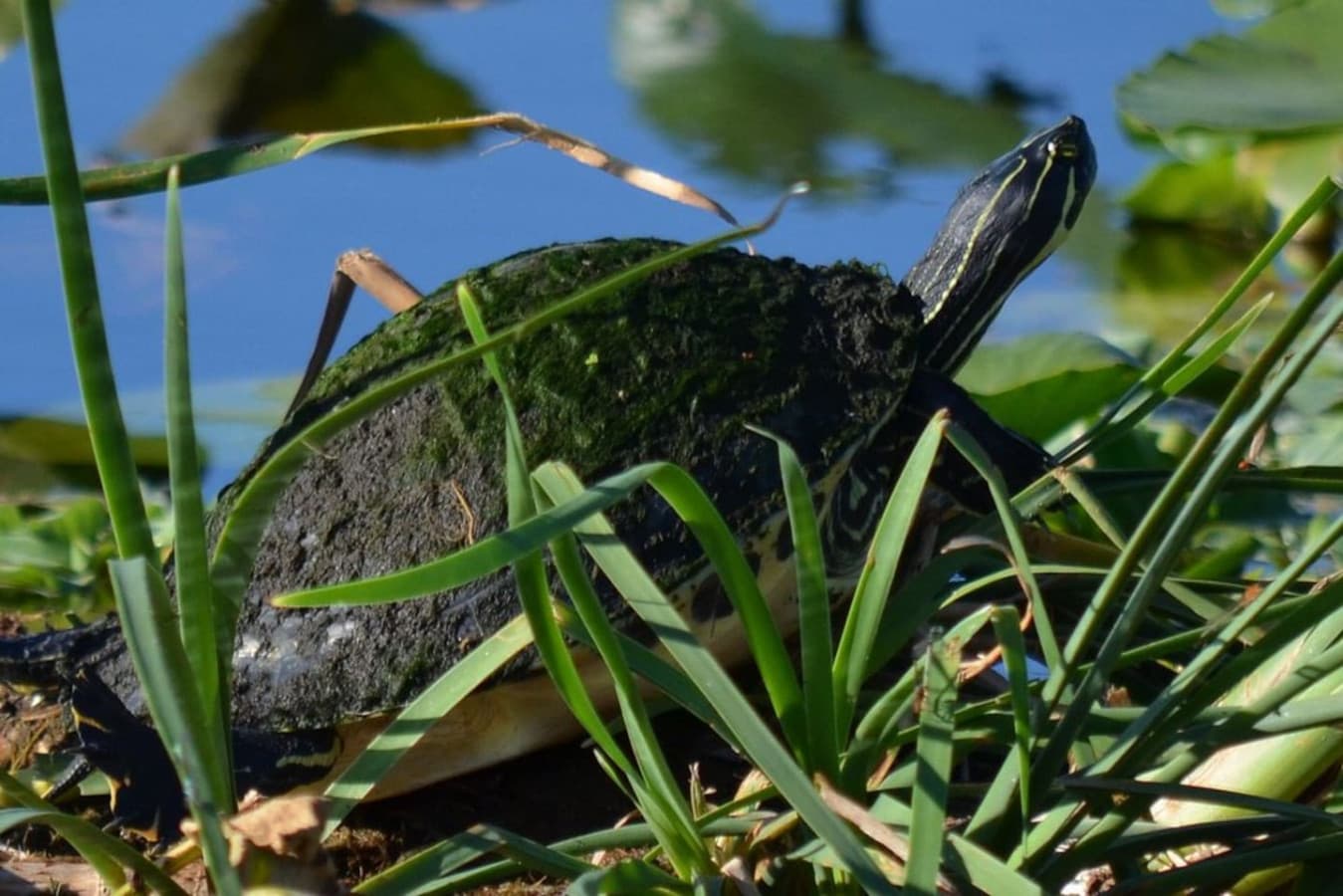 Keep an eye out for the different turtles species around.