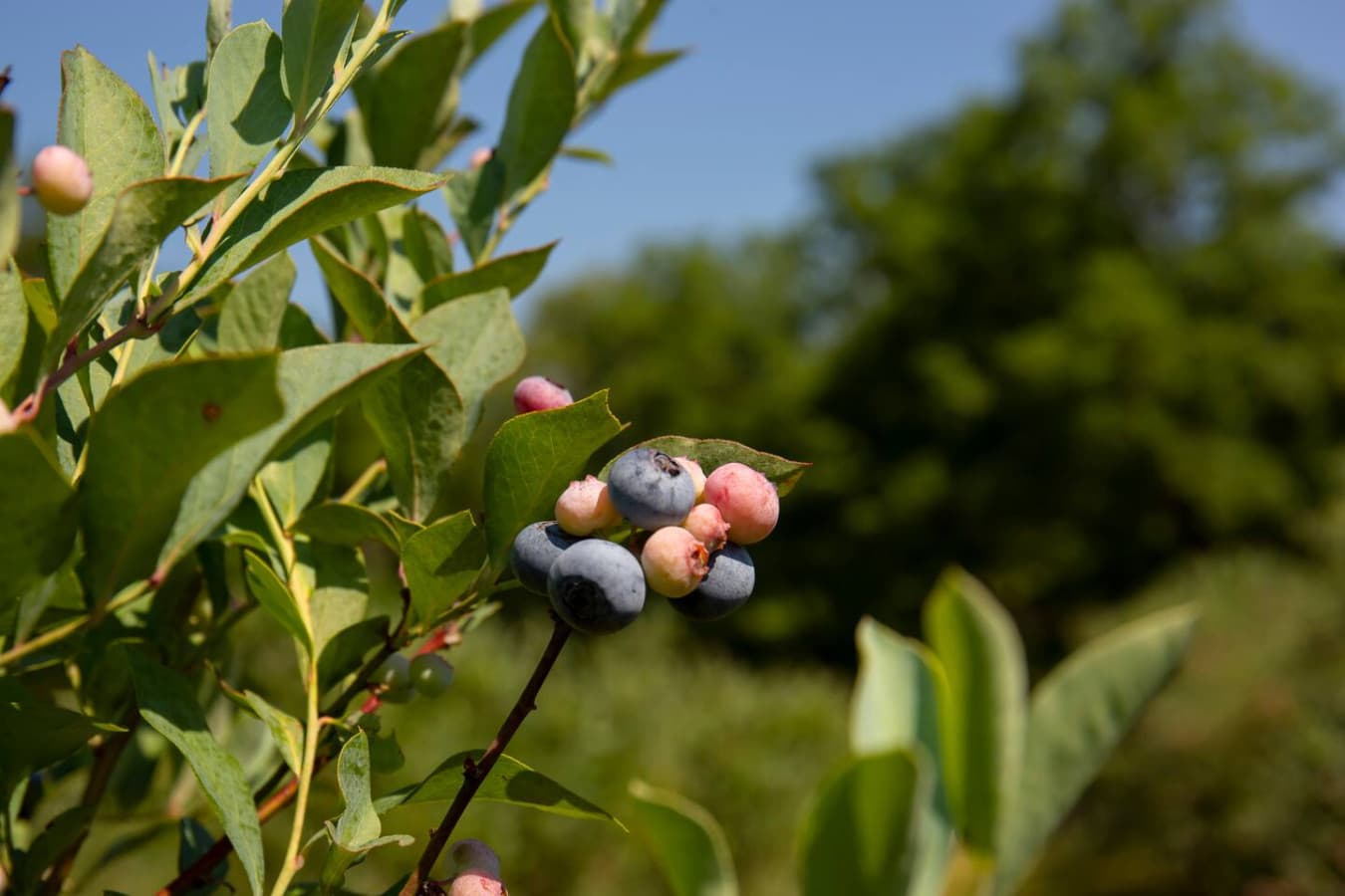 U-pick blueberries from July to mid-August—because nothing says summer like pretending you’re in a snack-based survival show!