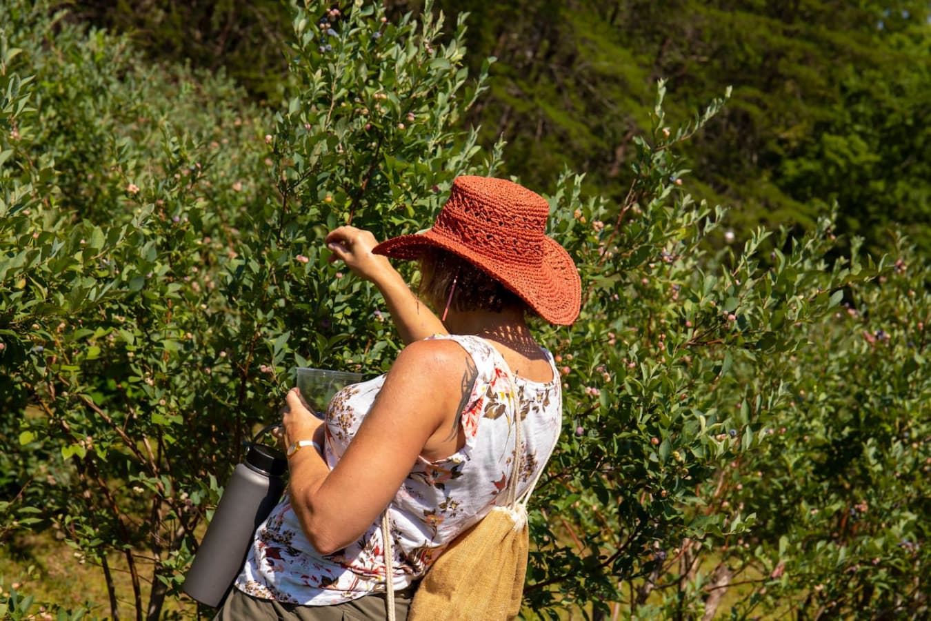 U-pick blueberries available from July through mid-August—enjoy fresh berries straight from the farm!