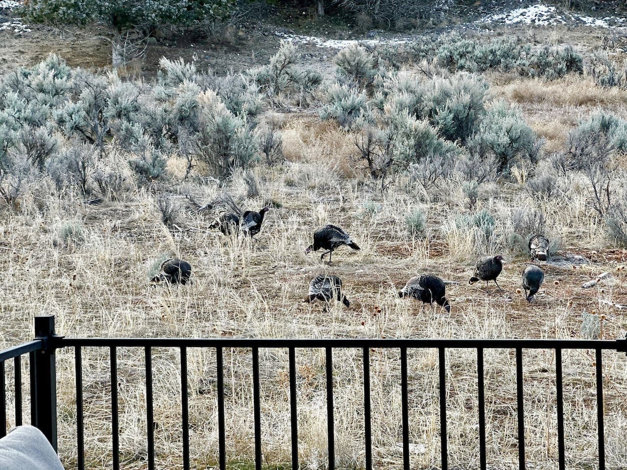 Nature's neighbors come to greet you right at your doorstep.
