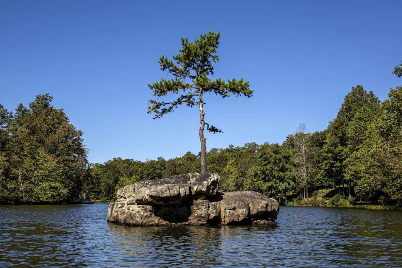 The big rock at the Fork at Lake Lahusage. The pine tree has continued to grow in the middle of the rock.
