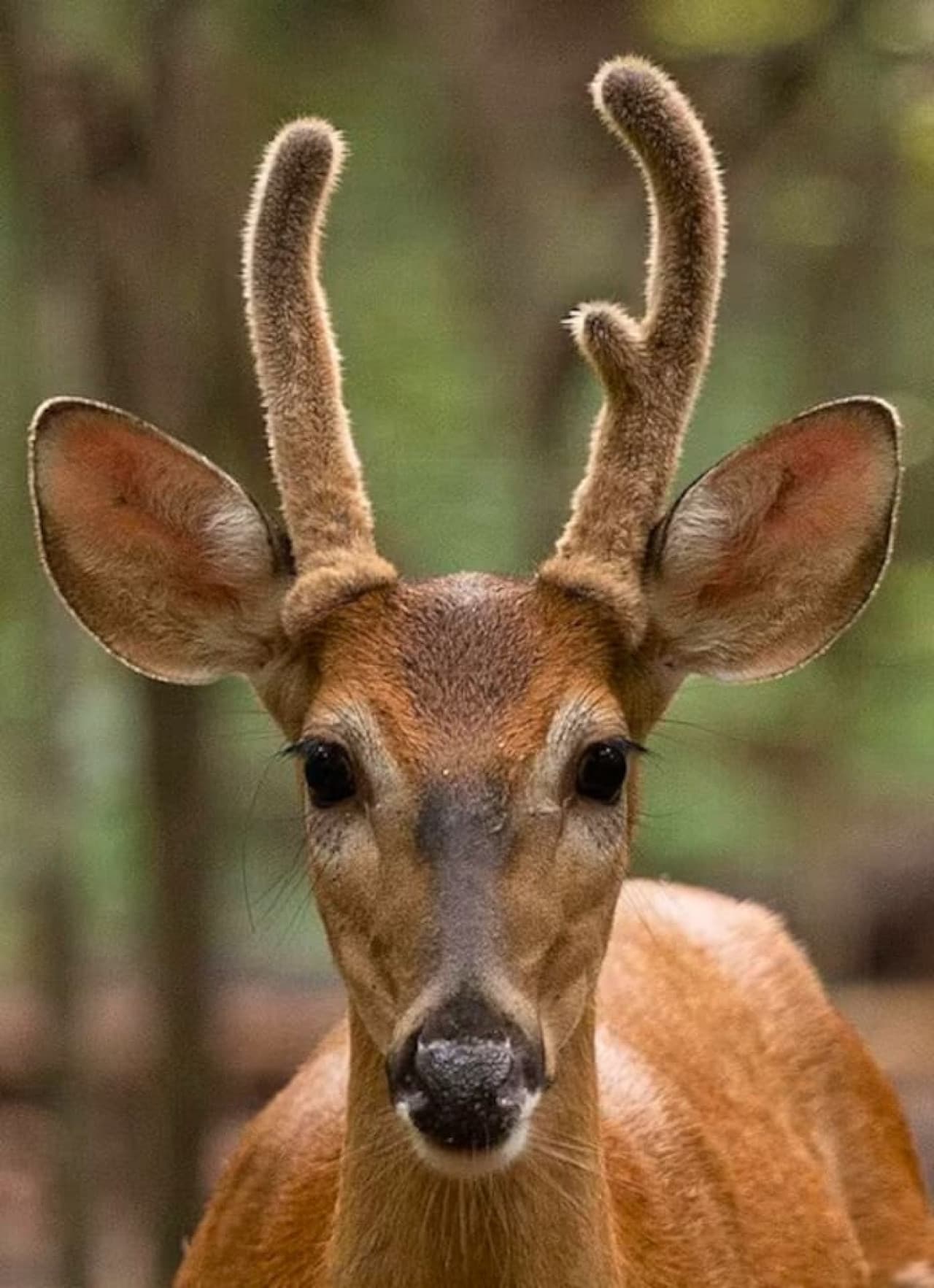 Spot white-tailed deer roaming the area, adding a peaceful, natural touch to your stay.