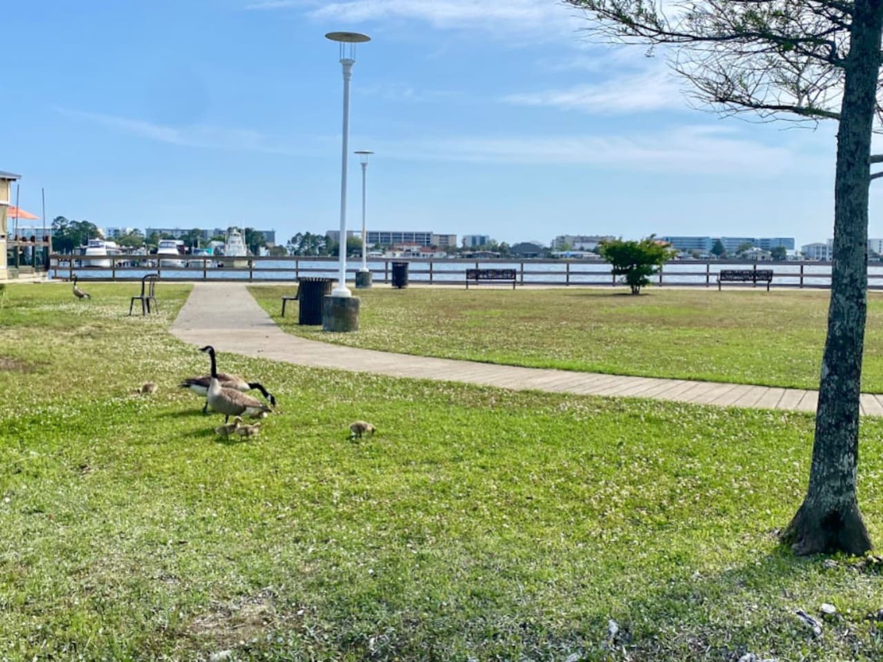 Our local geese ambassadors are ready to greet you at the park!
