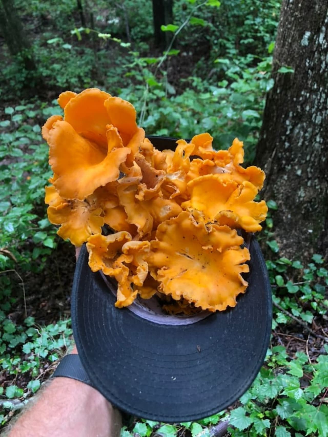 Discover the bounty of nature with freshly foraged chanterelle mushrooms—perfect for a wild culinary adventure!