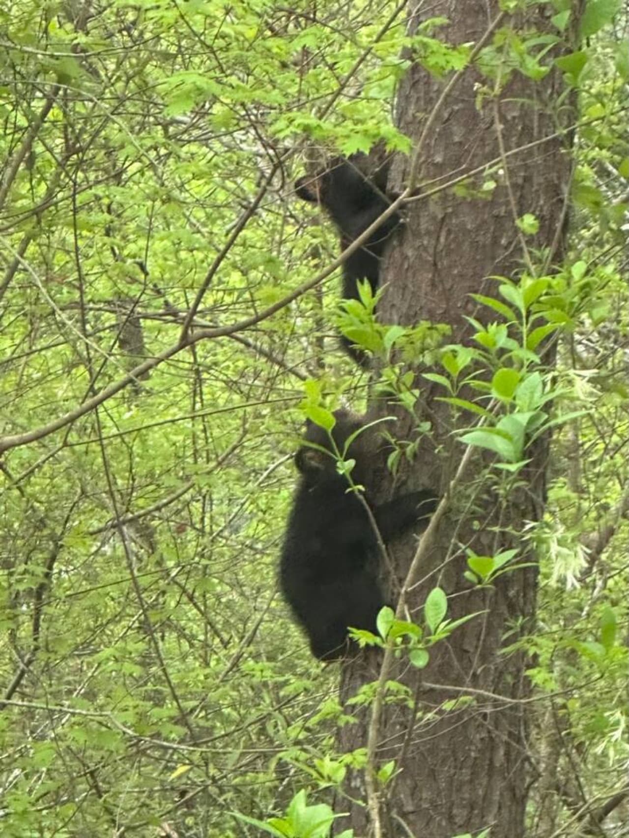 Keep an eye out for the occasional bear sighting during your stay—nature’s wild beauty right at your doorstep!