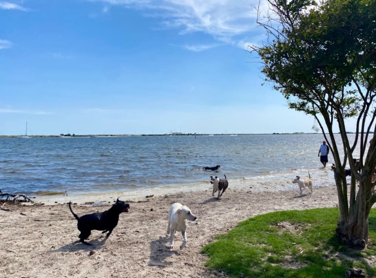 Paws in the sand, tail in the breeze—your dog’s perfect beach day starts here.