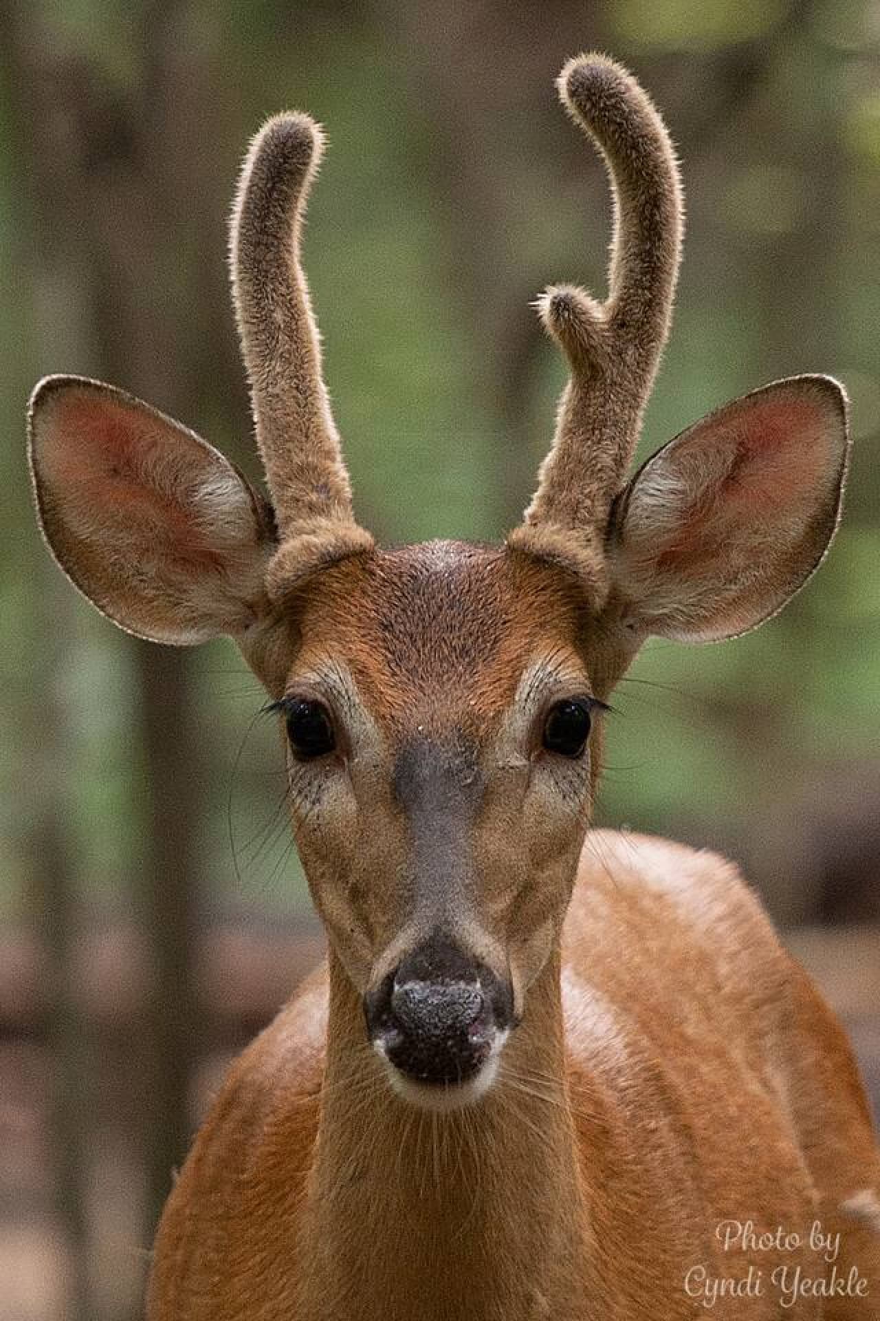 A peaceful visitor — deer can be spotted here all year round.