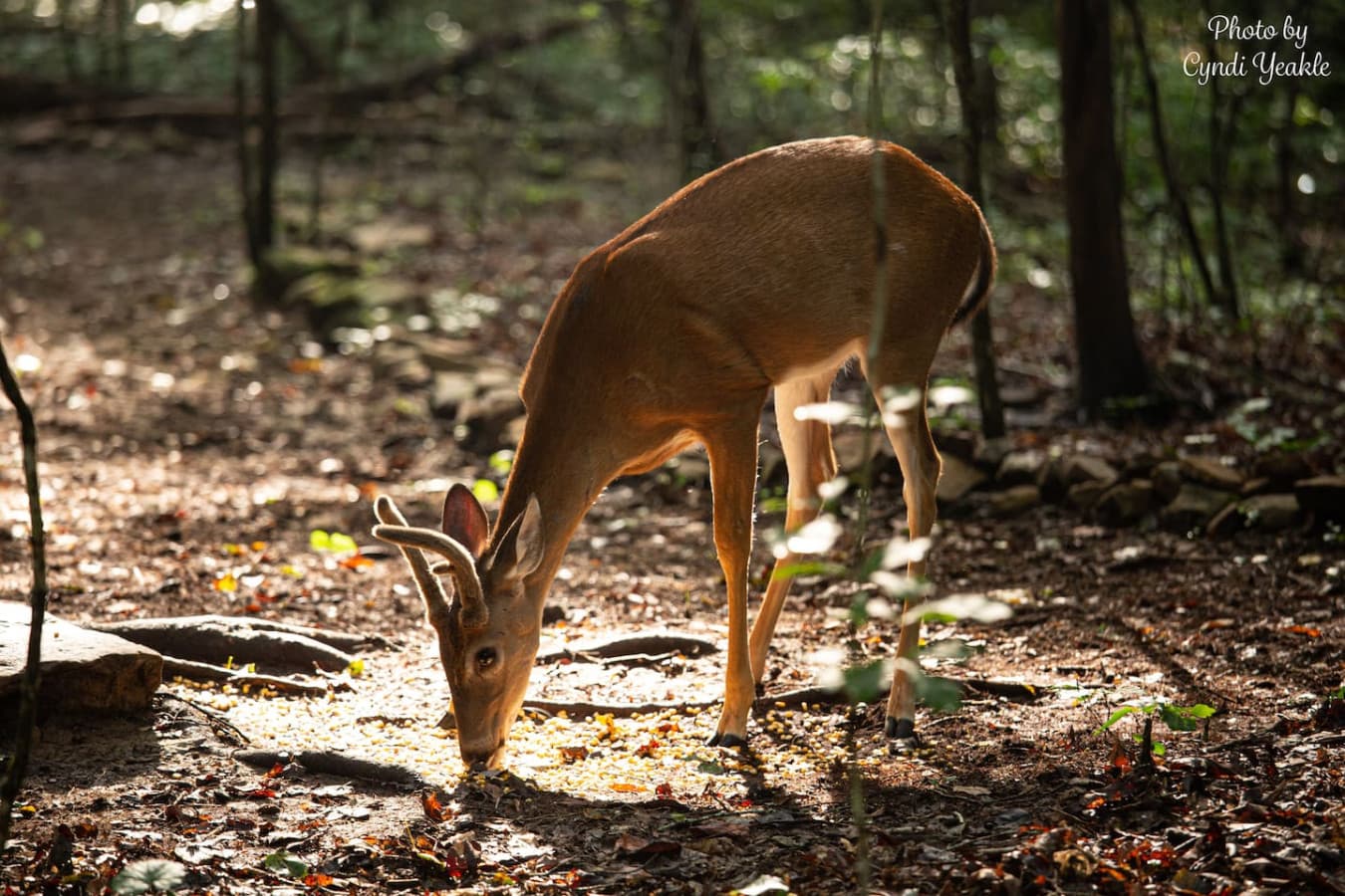 A family of deer live within the community and often pass by the Cricket for a drink at the creek.