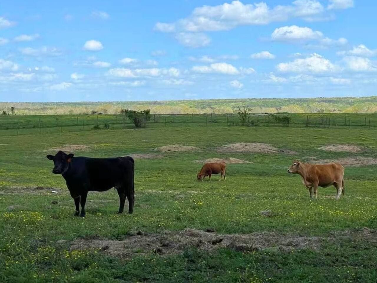 Happy cows grazing in the peaceful pasture.