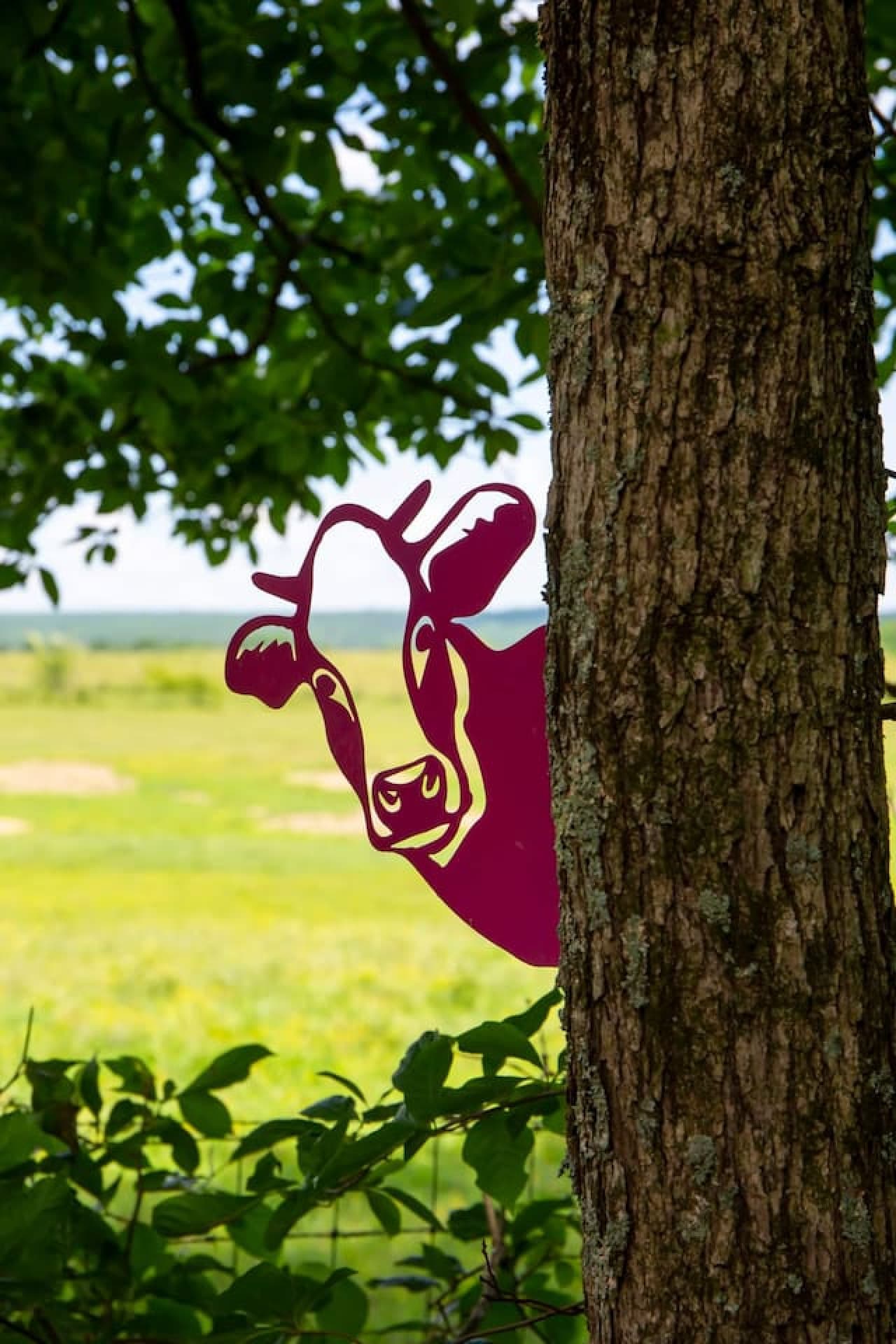 A happy cow spotted!