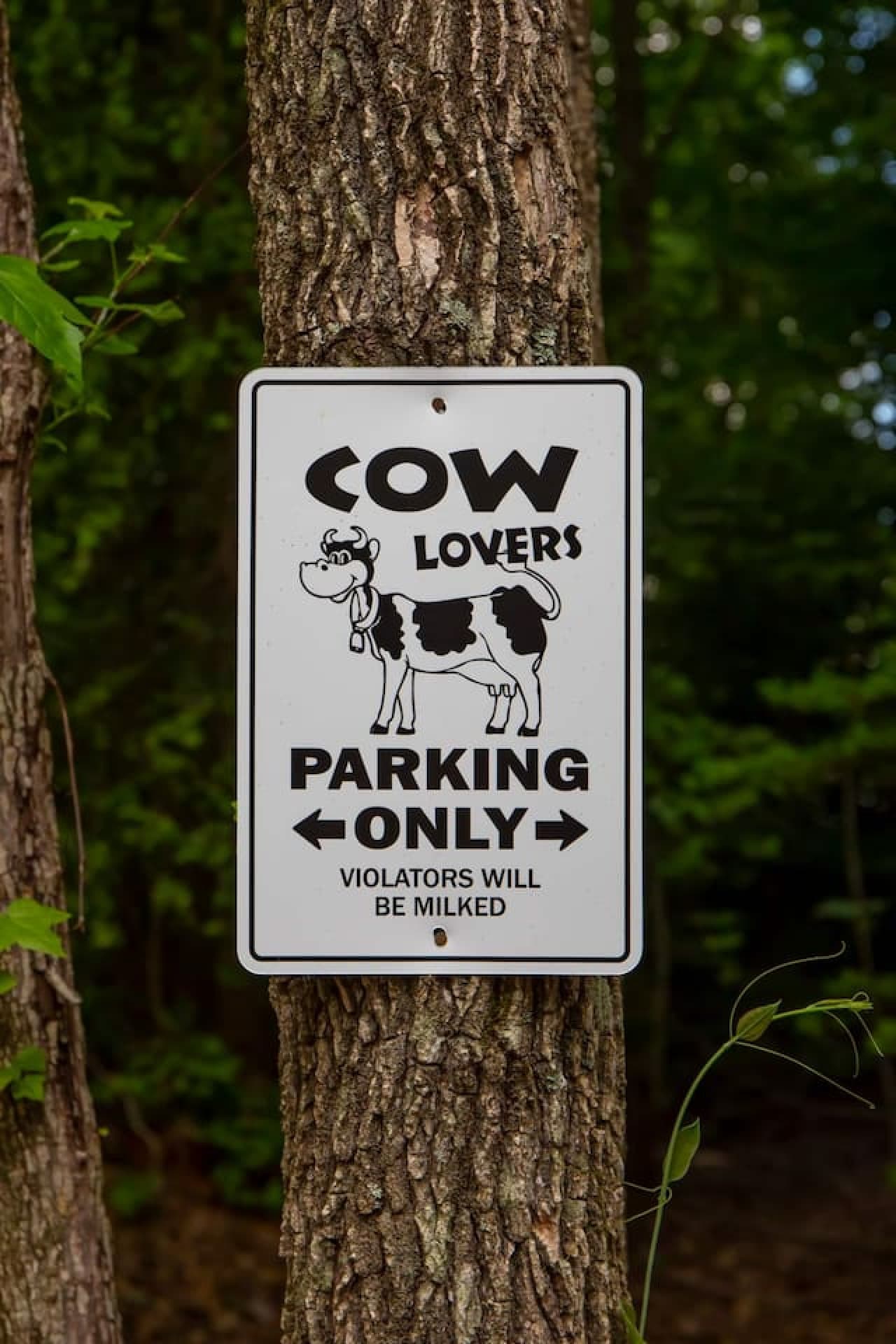 Parking for cow lovers only – Moo-ve over and park here!