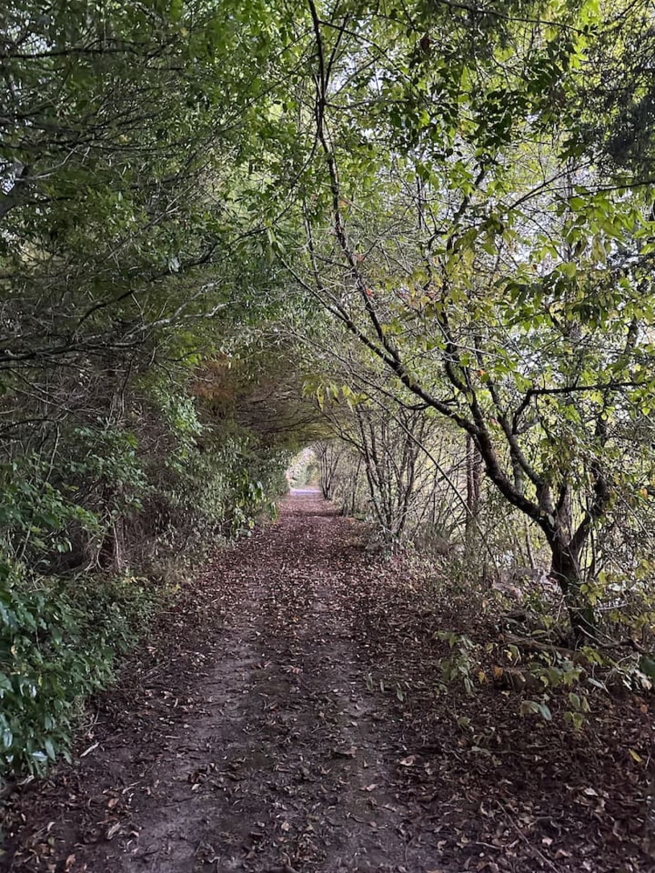 Trail by the duck pond.