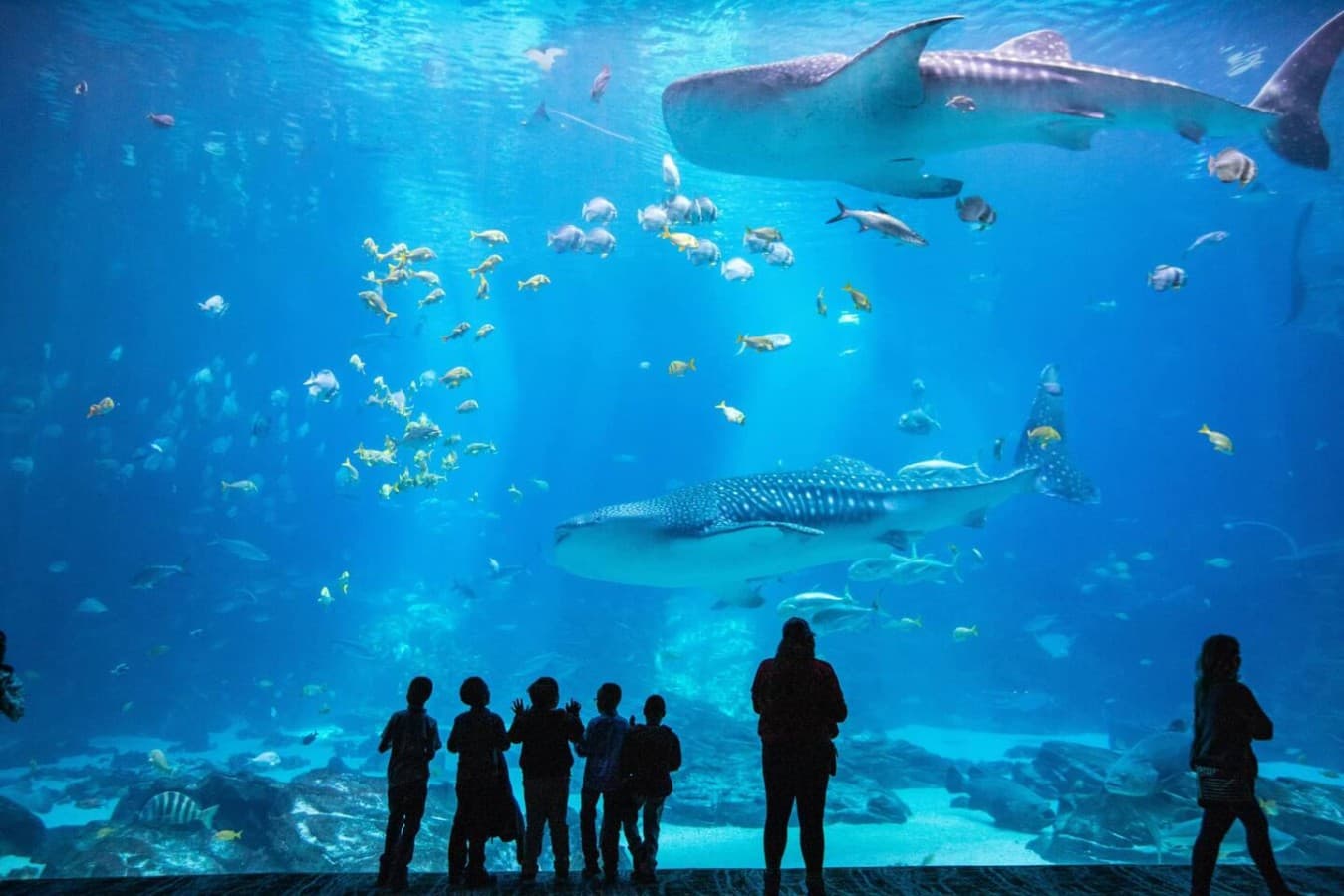 Georgia Aquarium is just about 5 miles from The Beehive—perfect for family outings and rainy-day adventures.