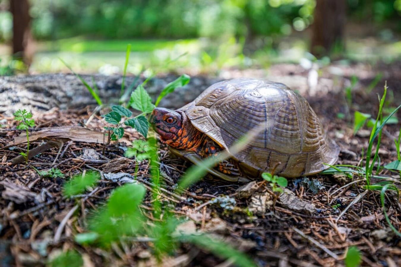 This little dude is one of the many wild critters you'll see while staying!