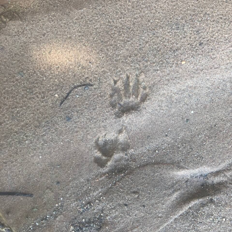 Redbird Lakehouse beach otter prints