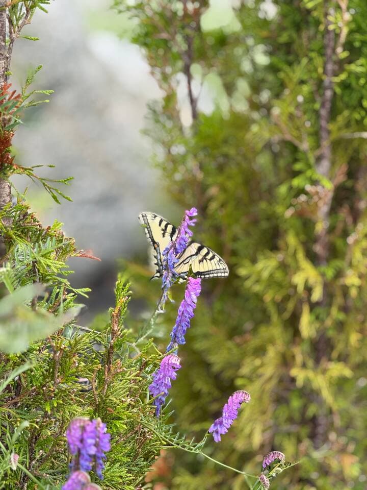 Butterfly in the garden