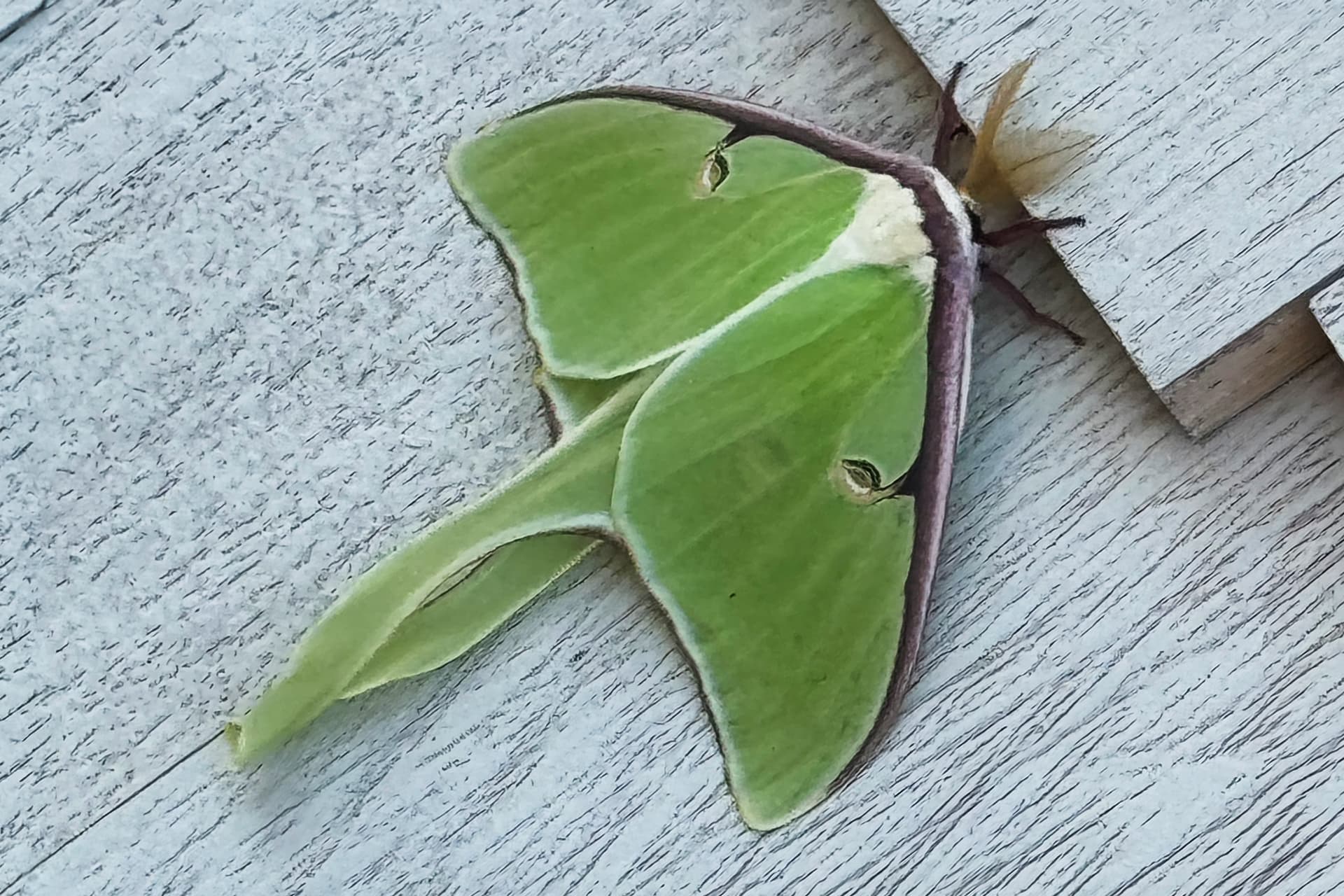 Luna moth 