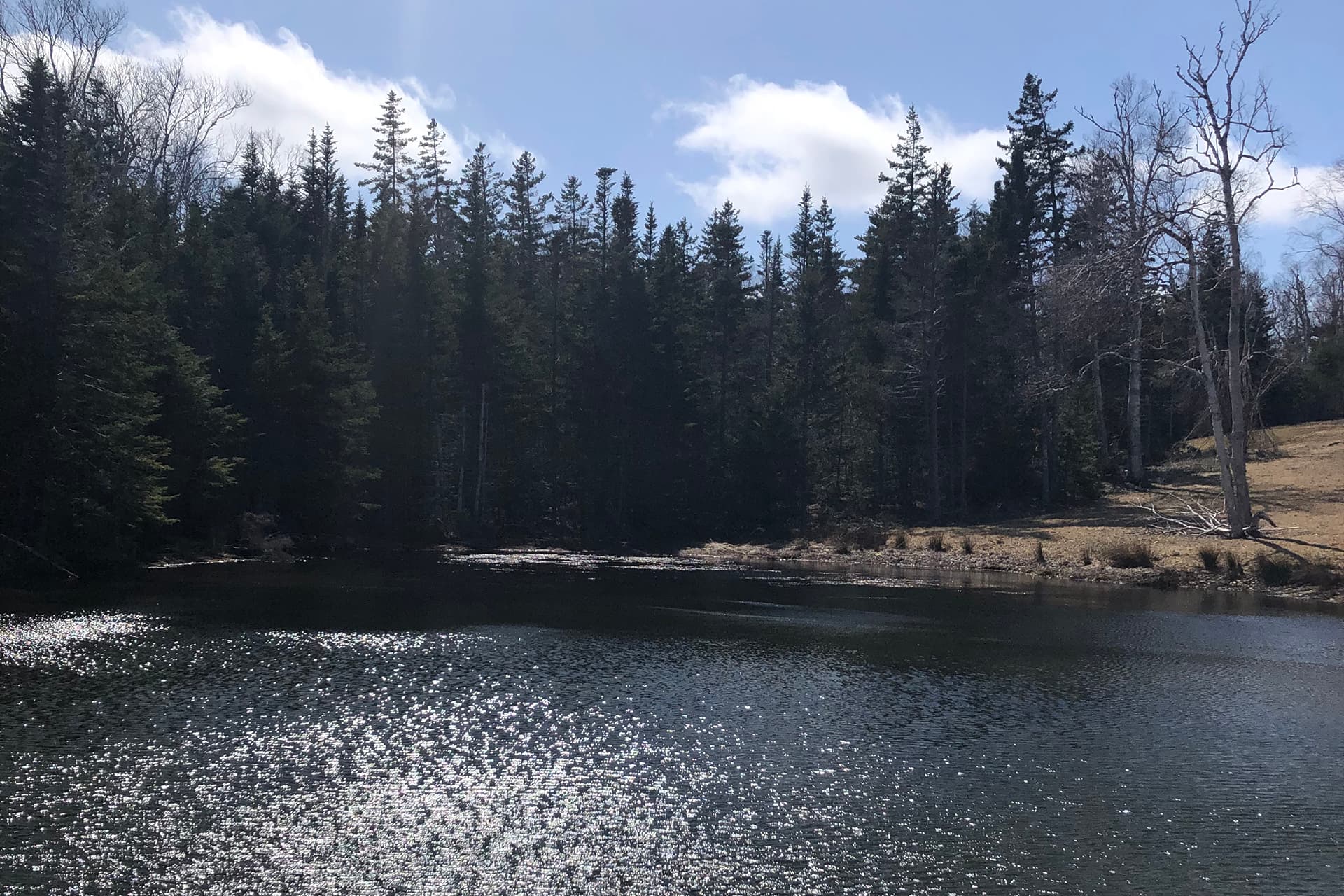 Spring at the pond