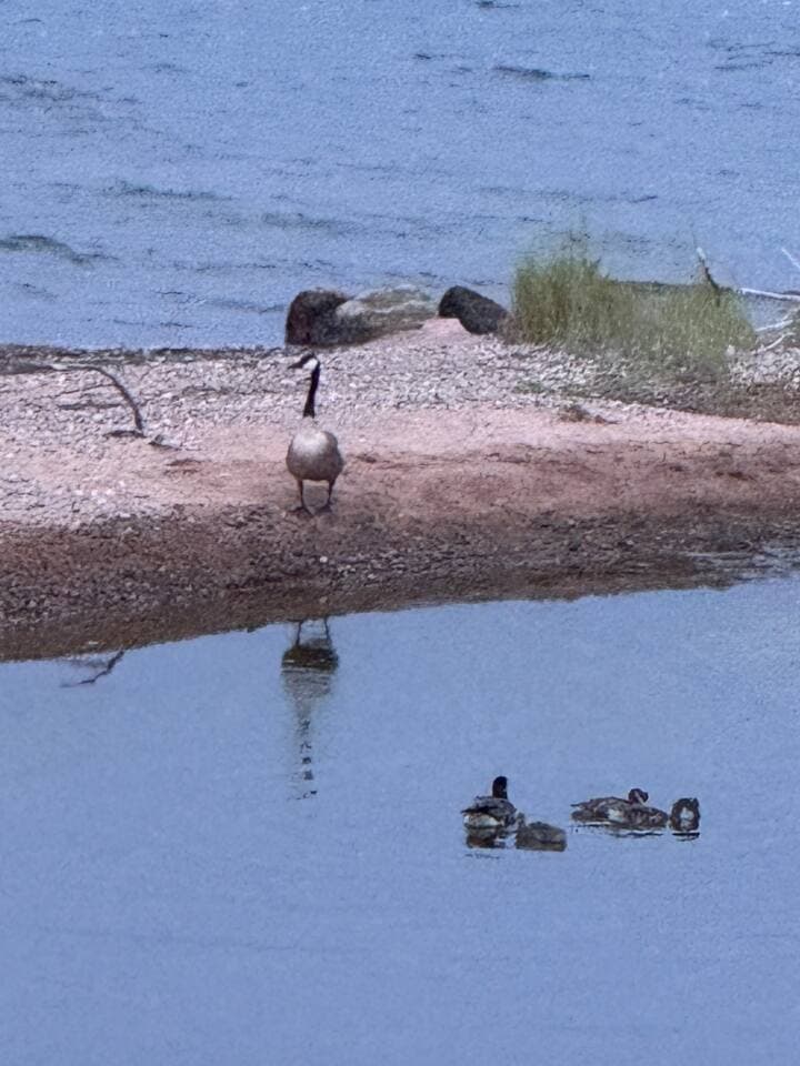 Spring at the pond