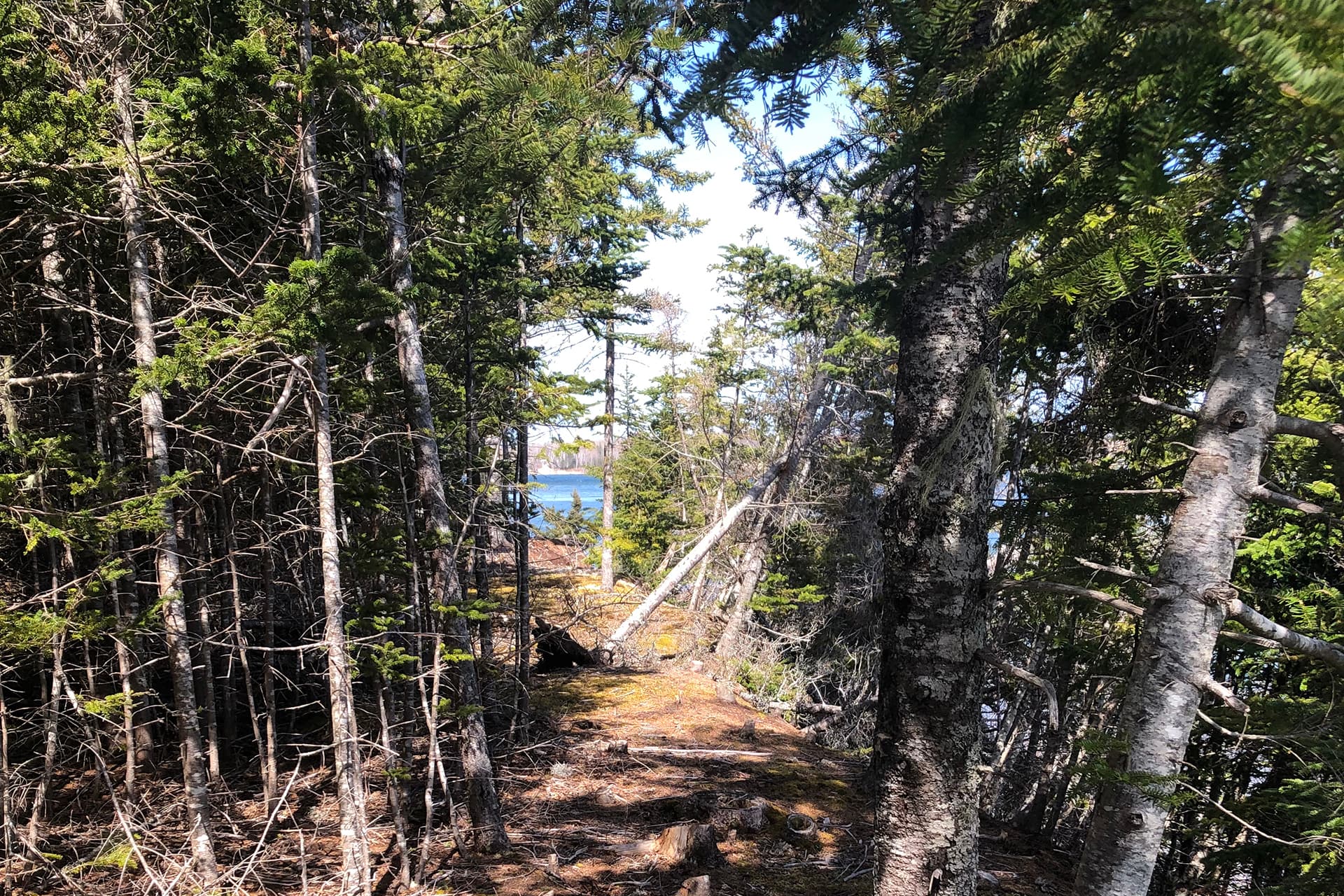 Redbird Lakehouse trail