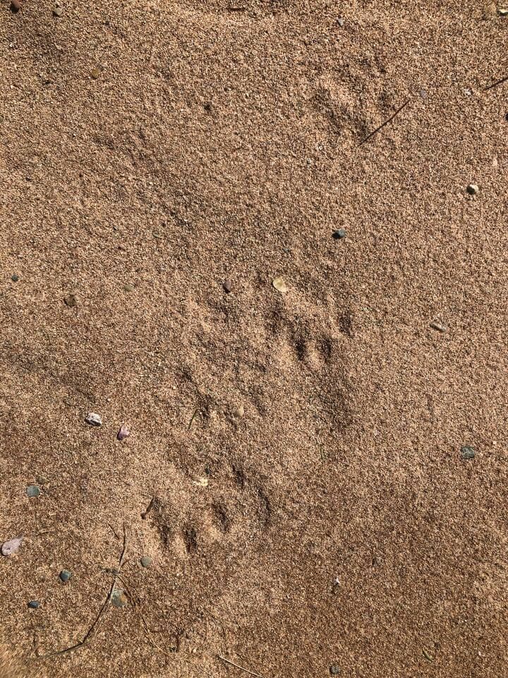 Redbird Lakehouse beach bobcat prints