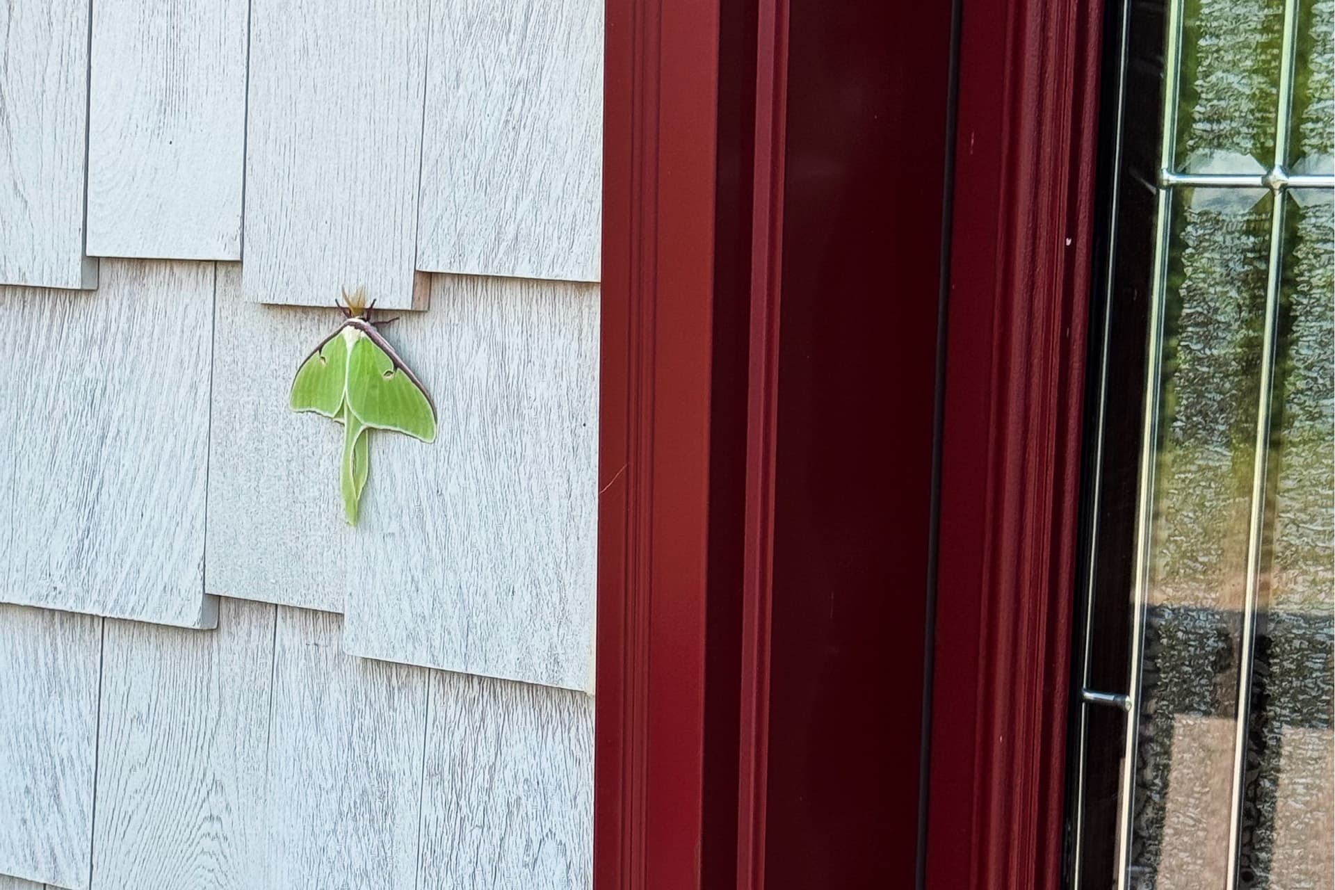 Luna moth