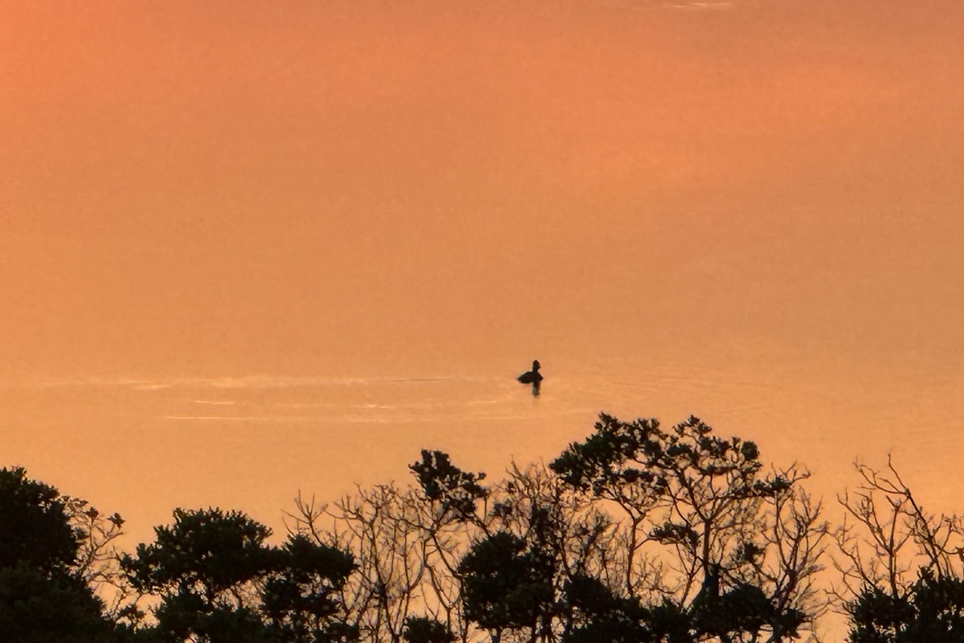 Duck on the lake at sunrise