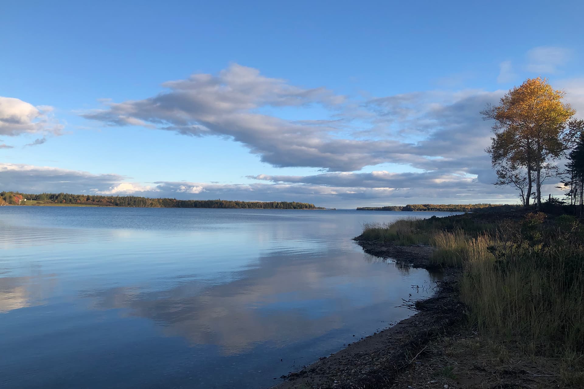 Tree and clouds on the lake in fall