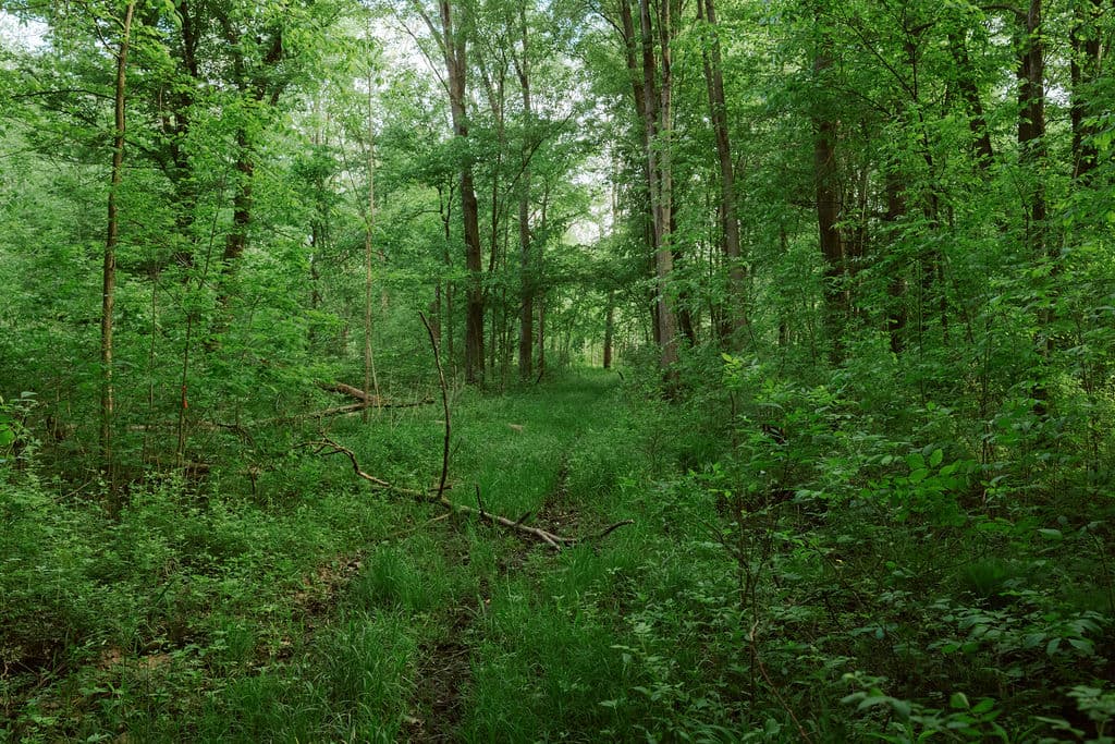 Our woods