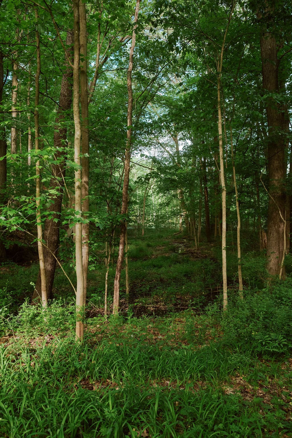 The wetlands.