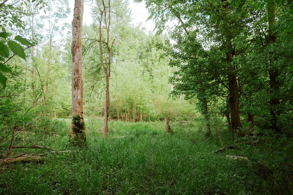 Another view of the wetlands