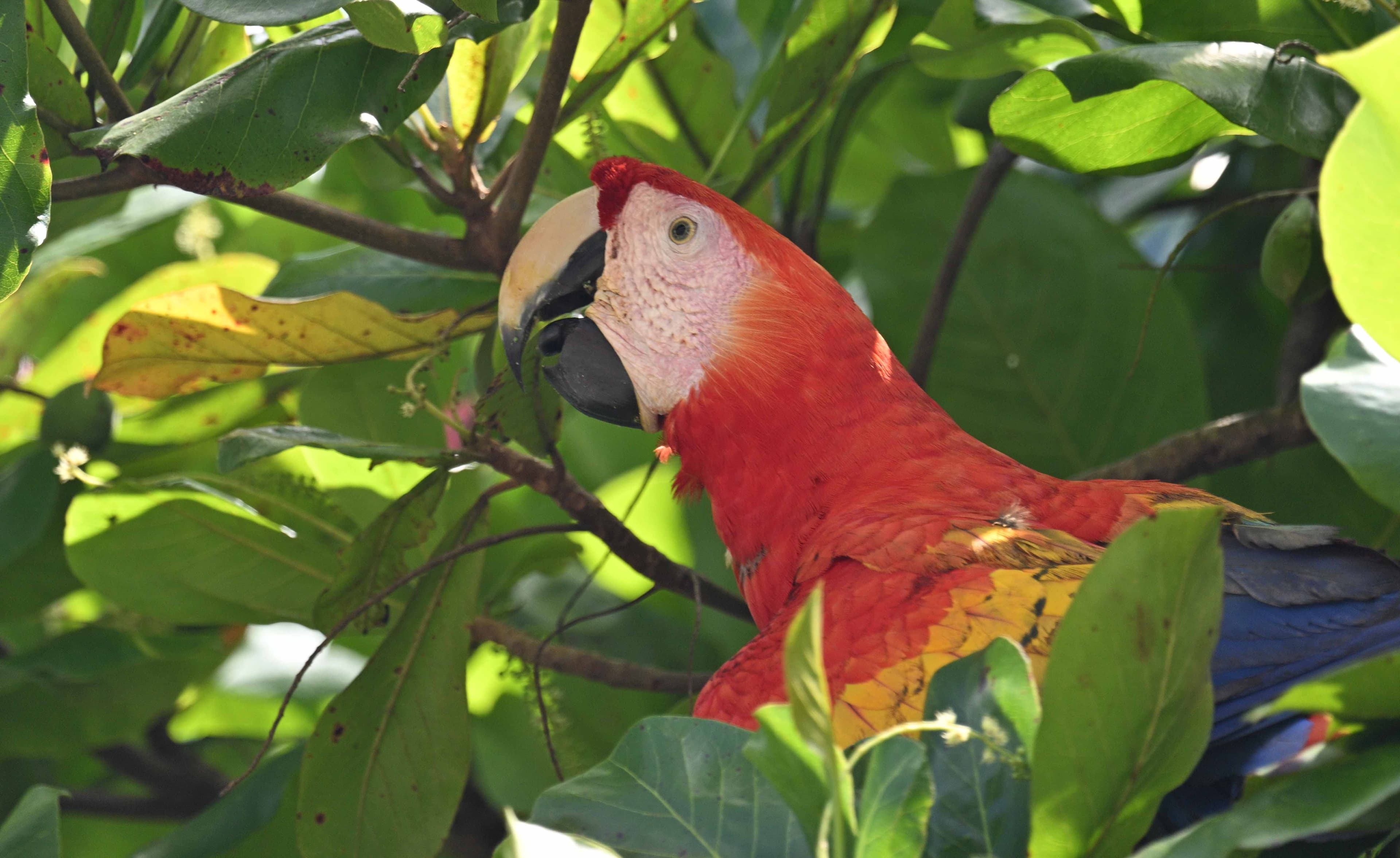 12 almond trees to attract Parrots