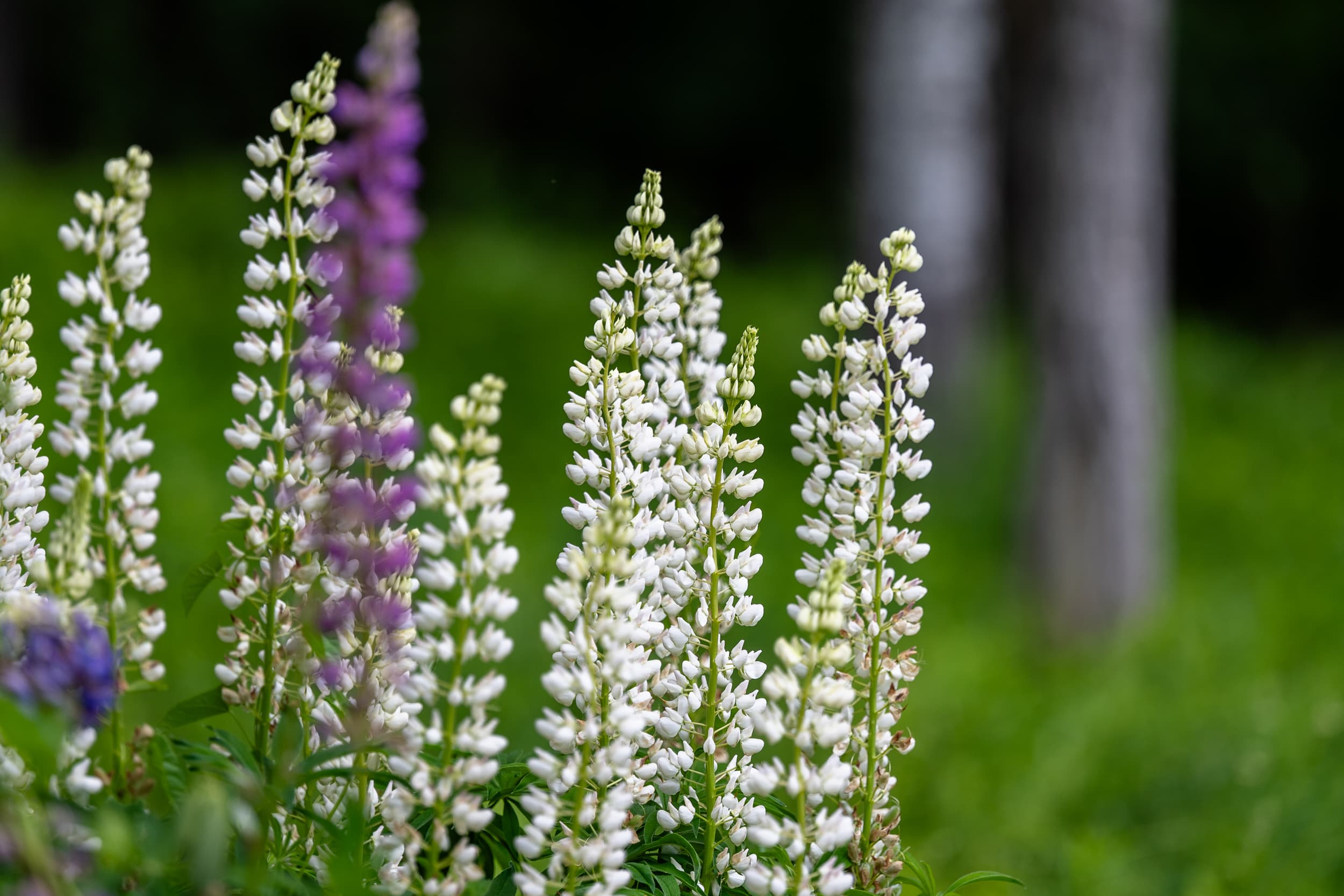 The lupines are beautiful every June.