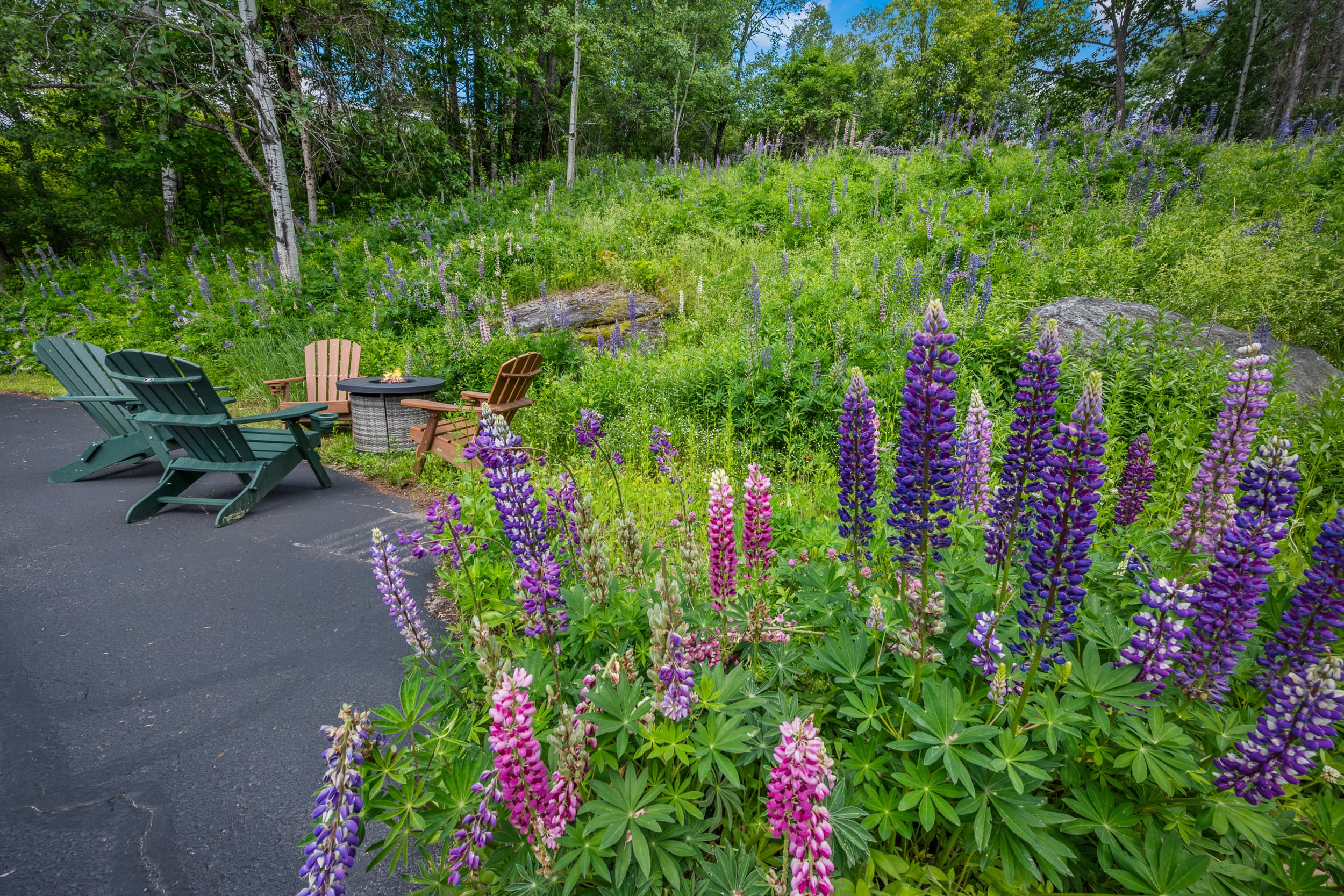 The lupines showing off in June.