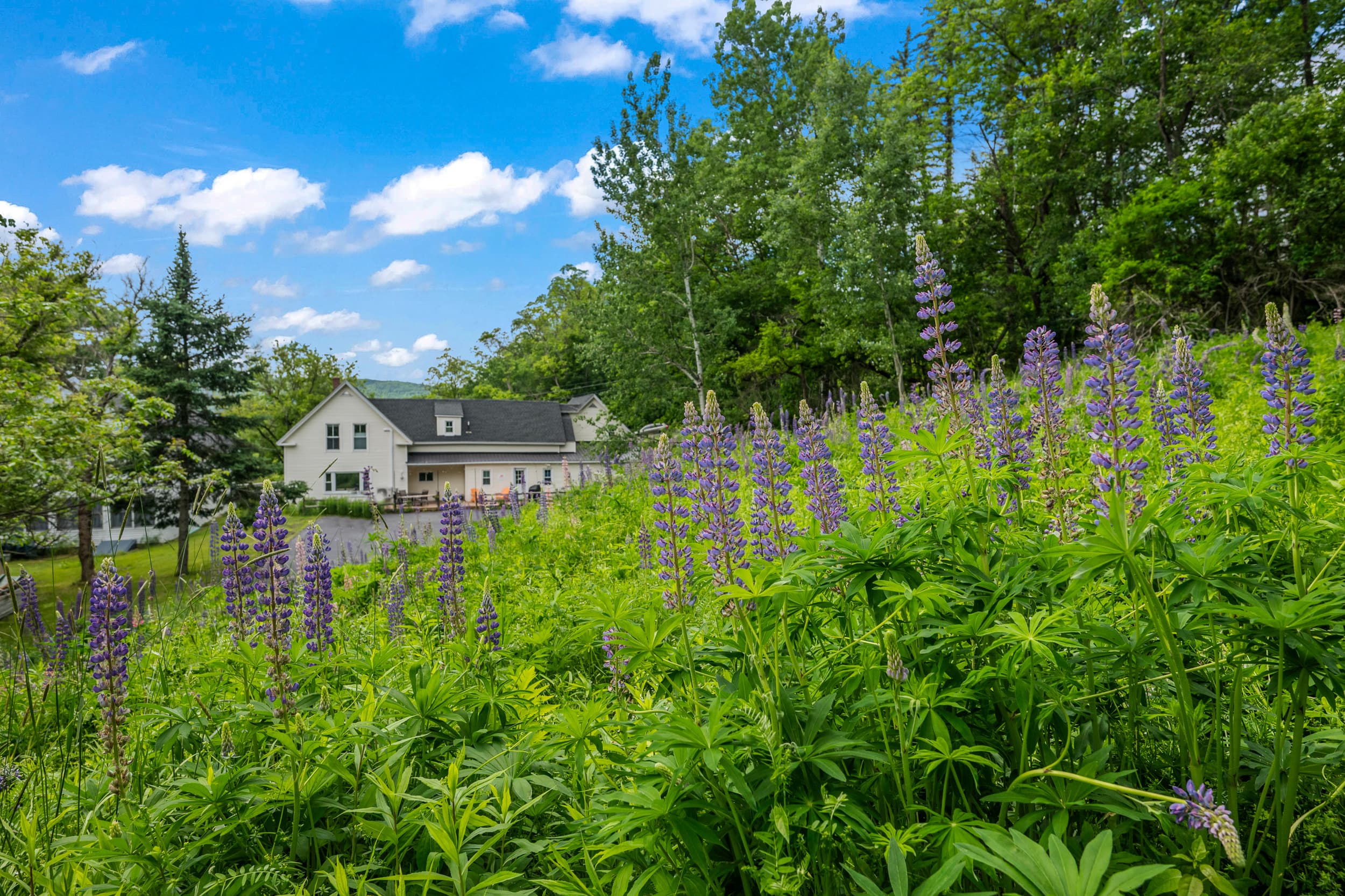 The beautiful hill in the back yard.