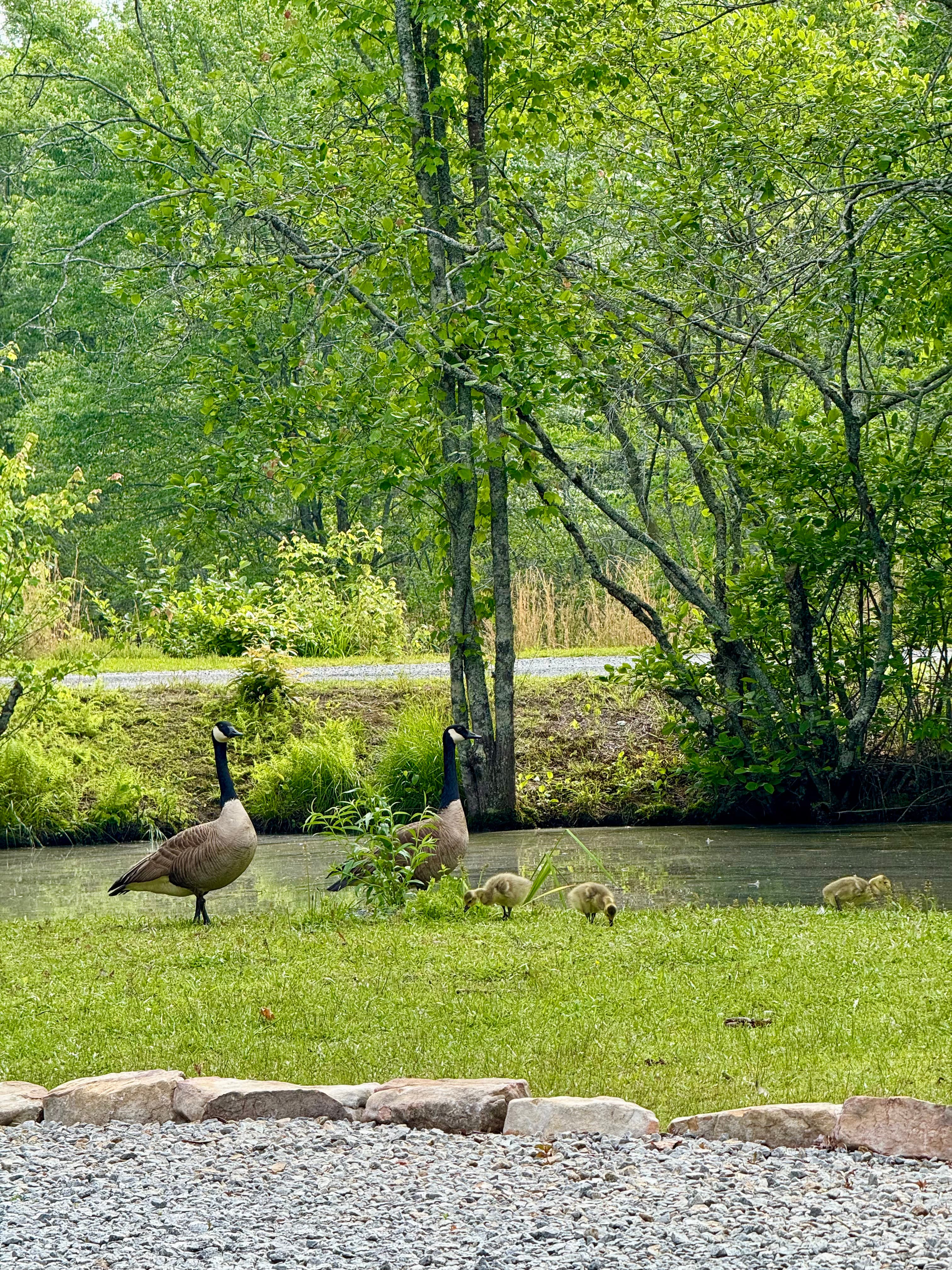 Wildlife