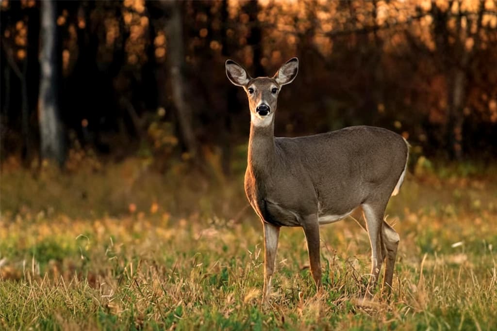 Wildlife