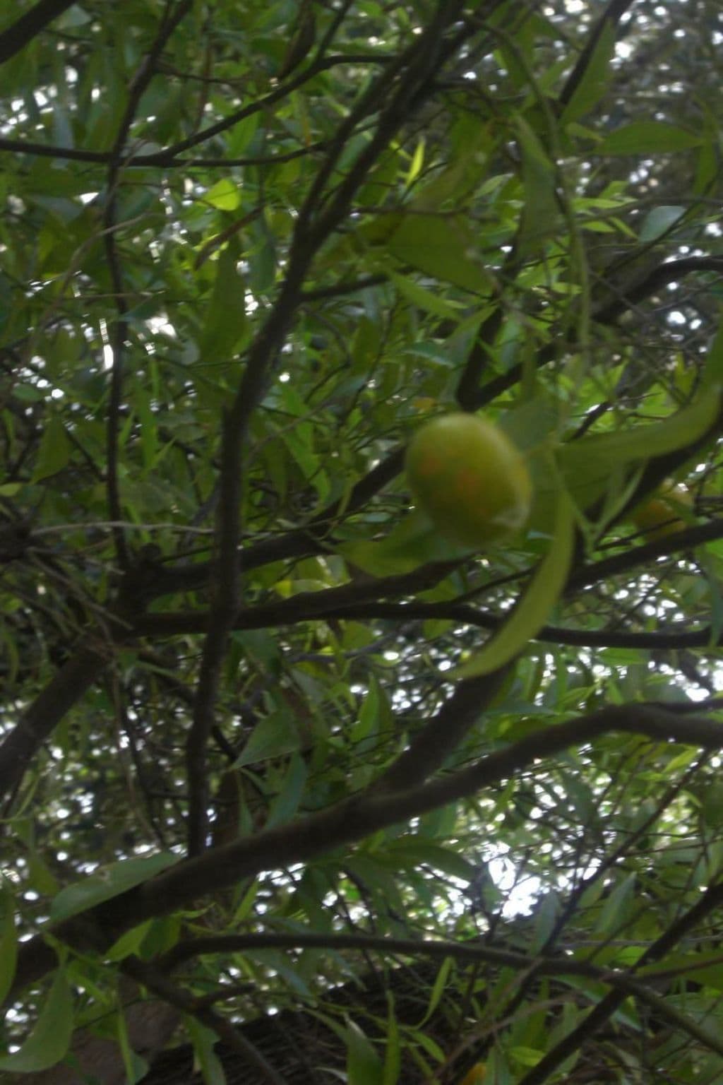 Gallery Image 29