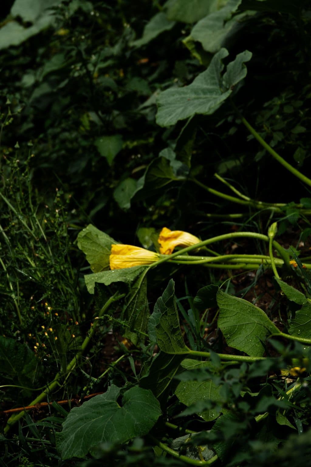 Gallery Image 20