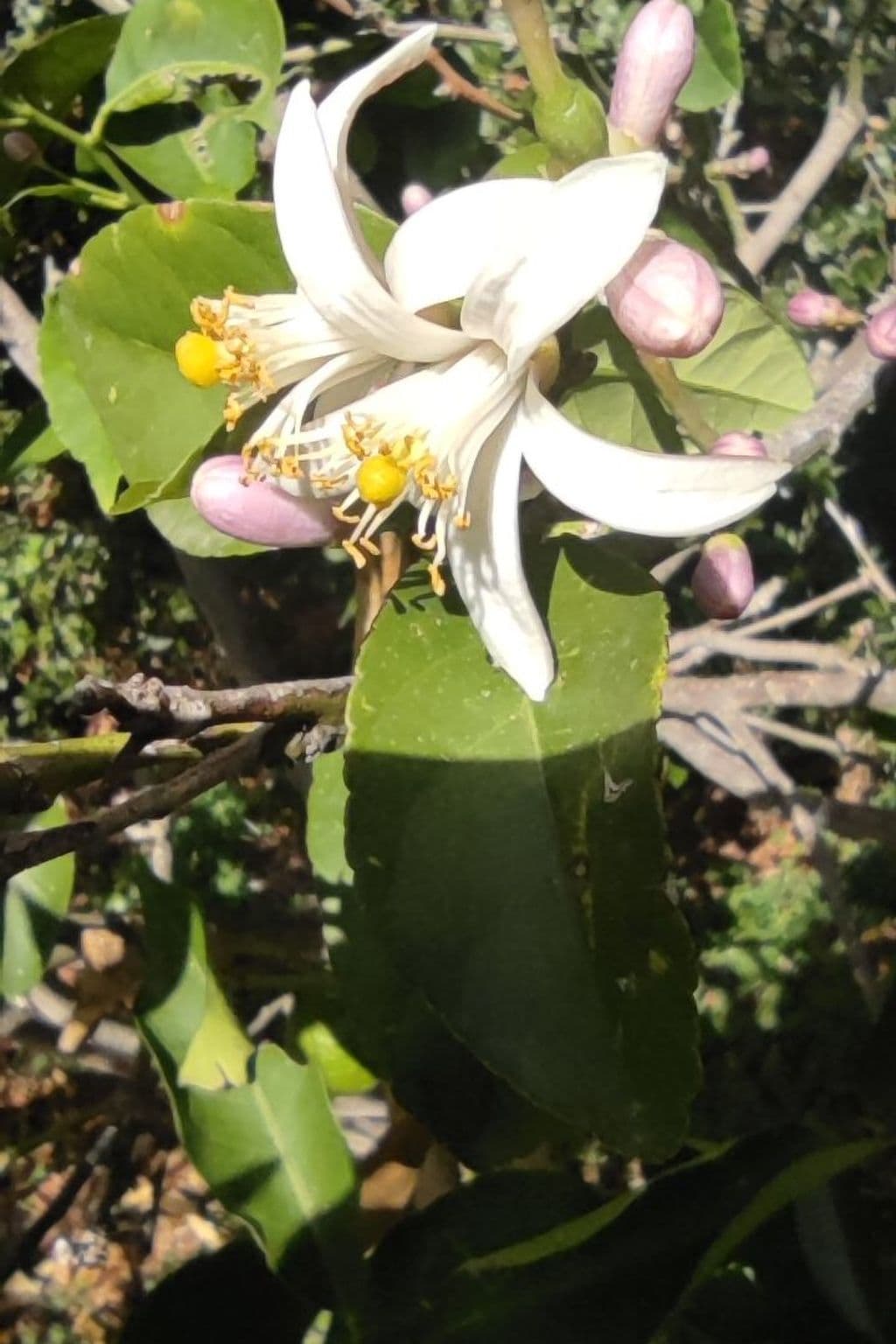 Gallery Image 66