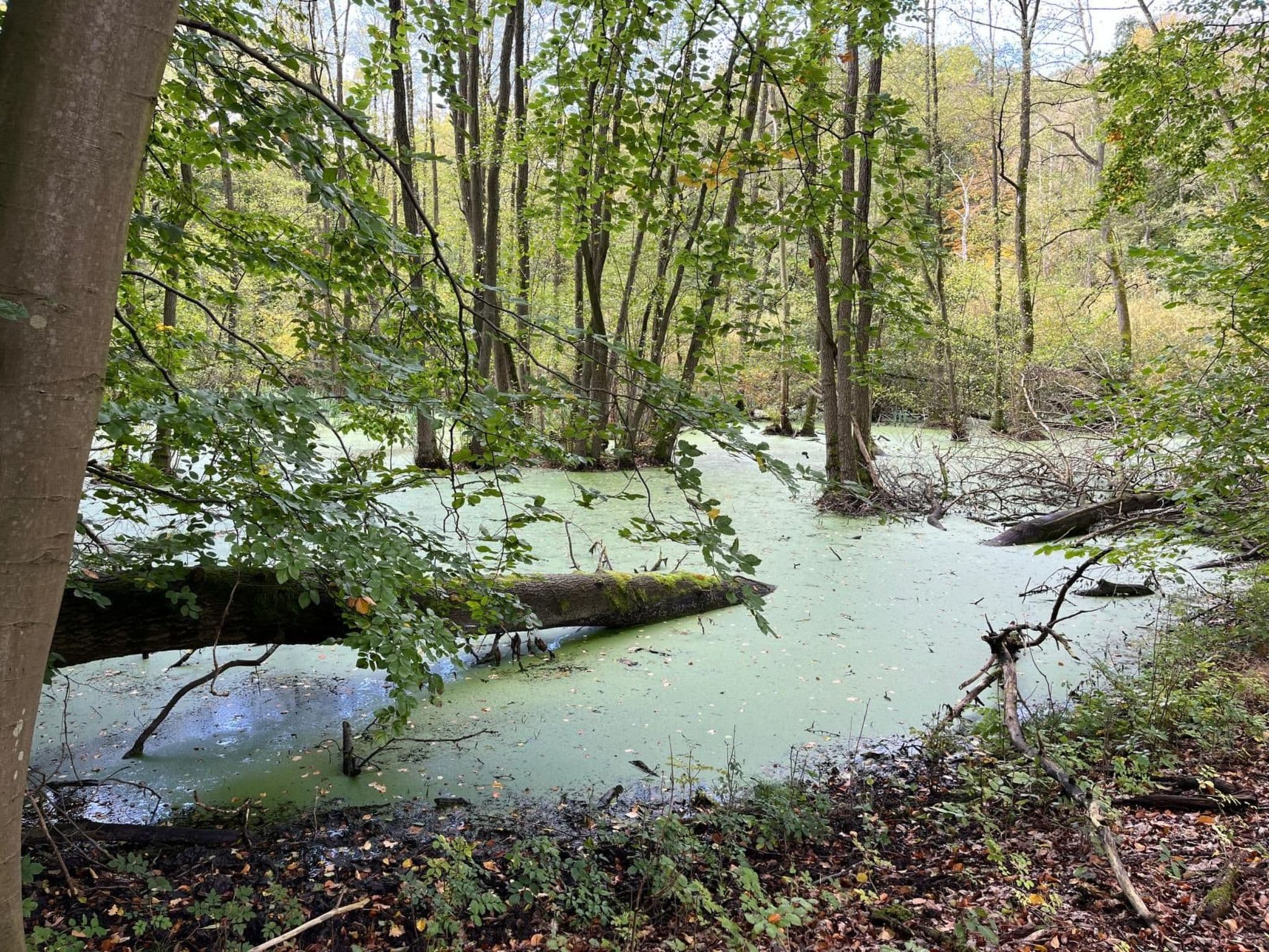 Gallery Image 28