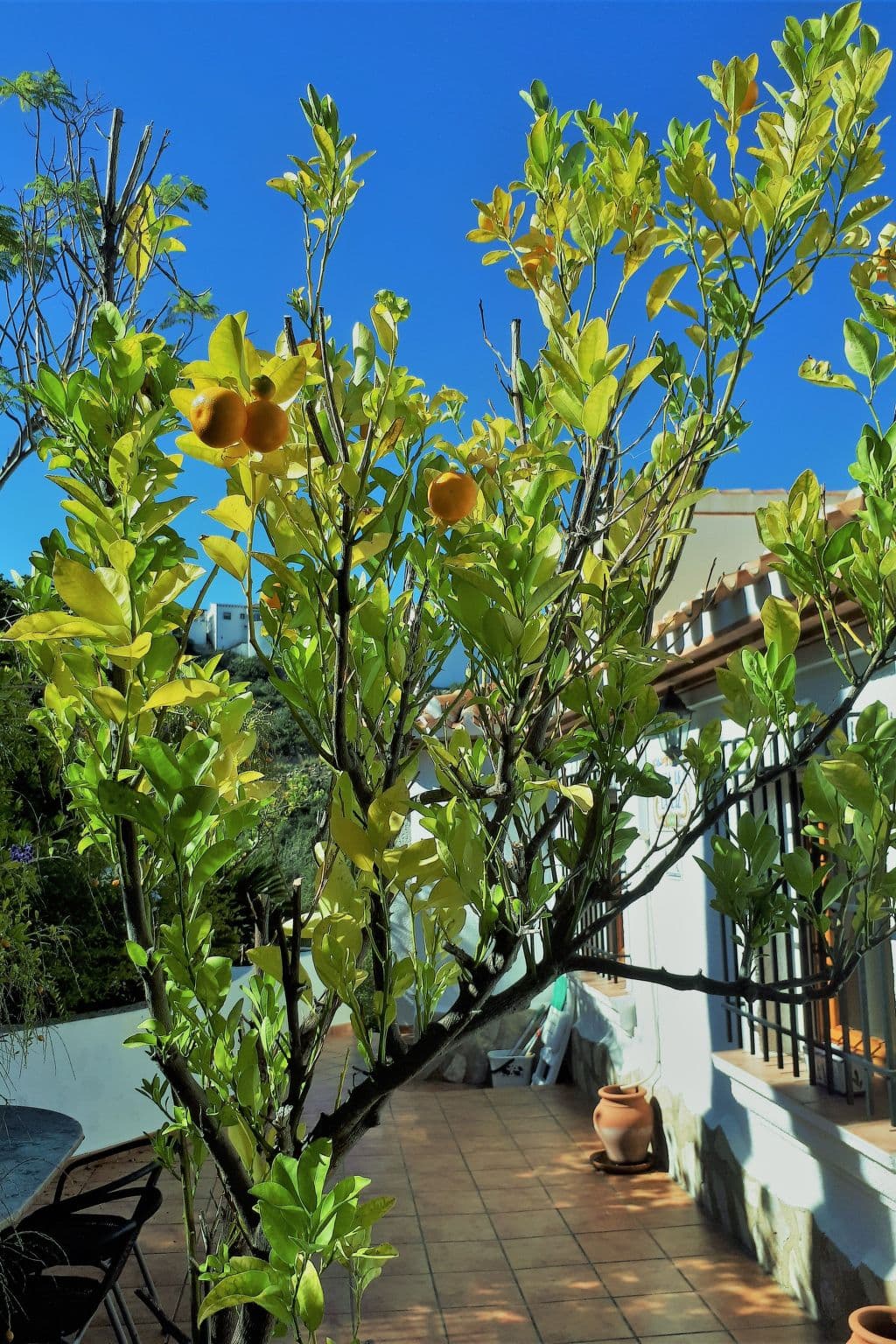 Terrace
