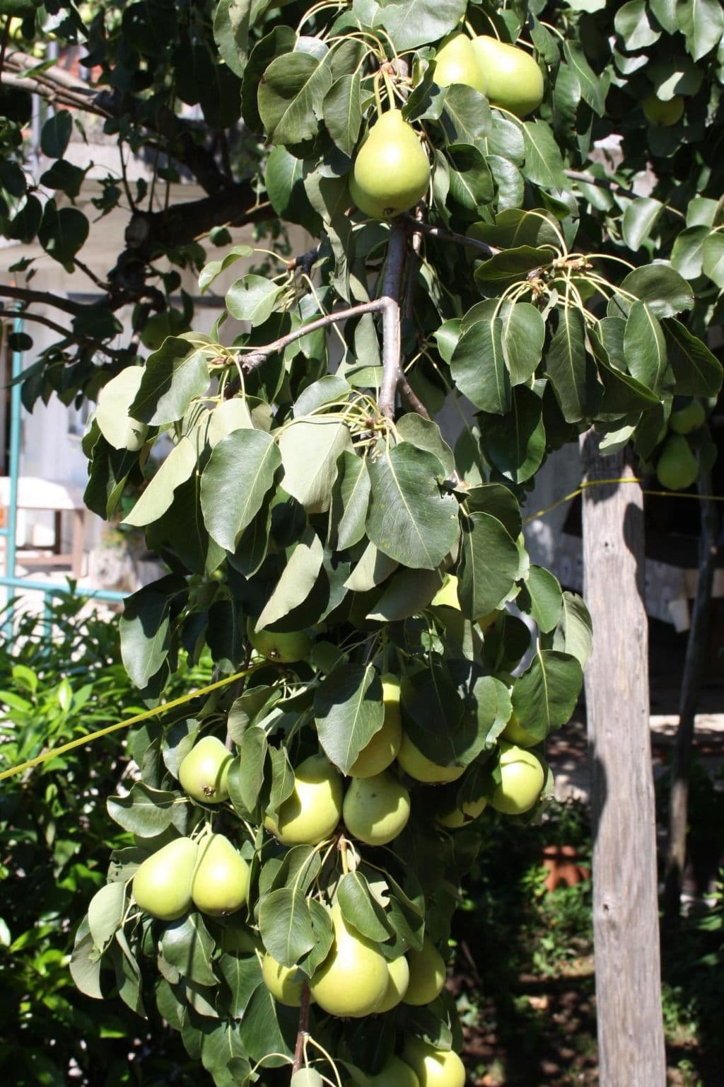 Gallery Image 58