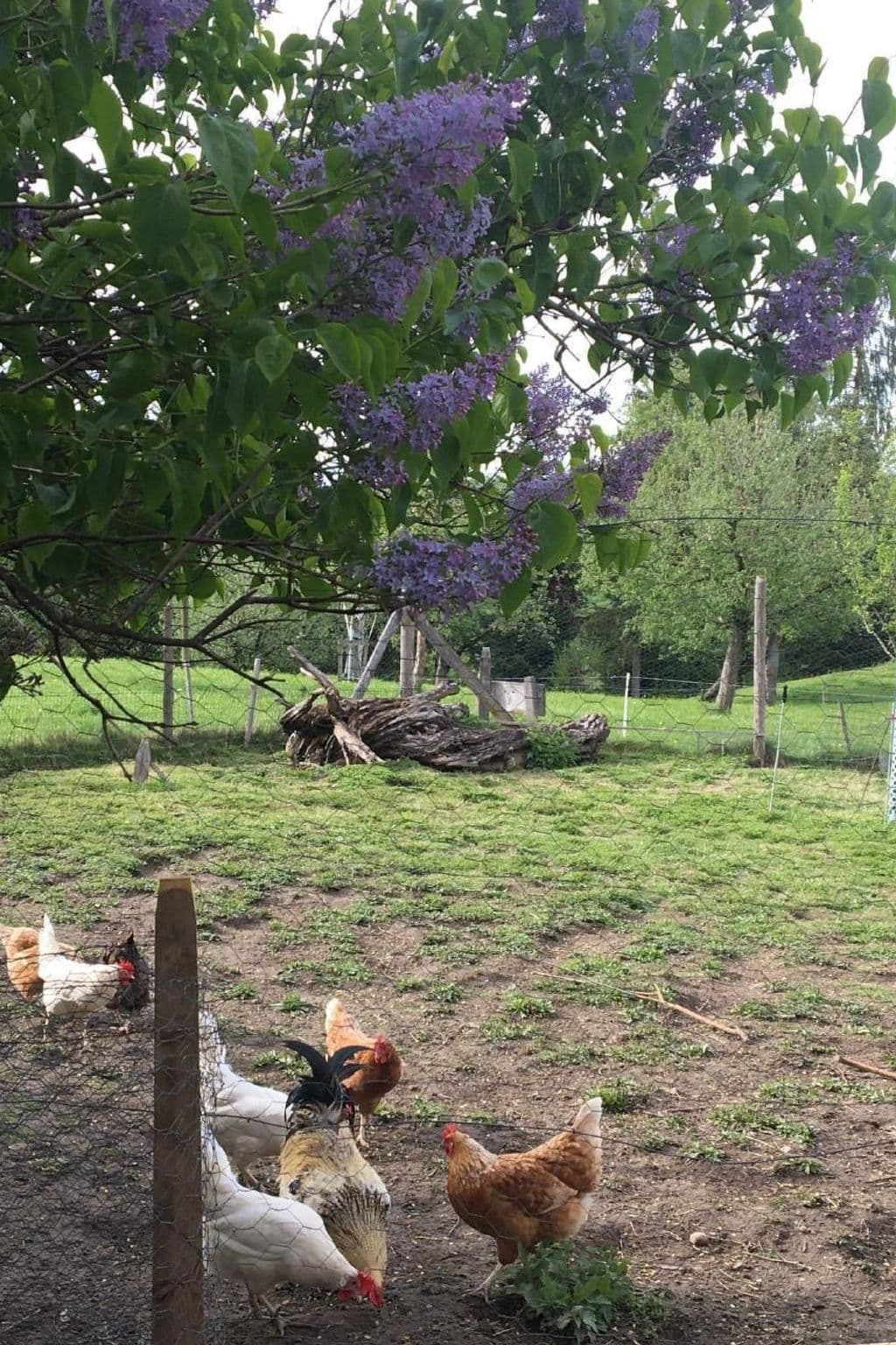 Gallery Image 14