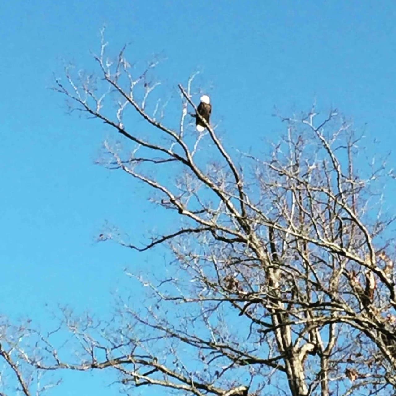 View bald eagles in the fall and winter season.